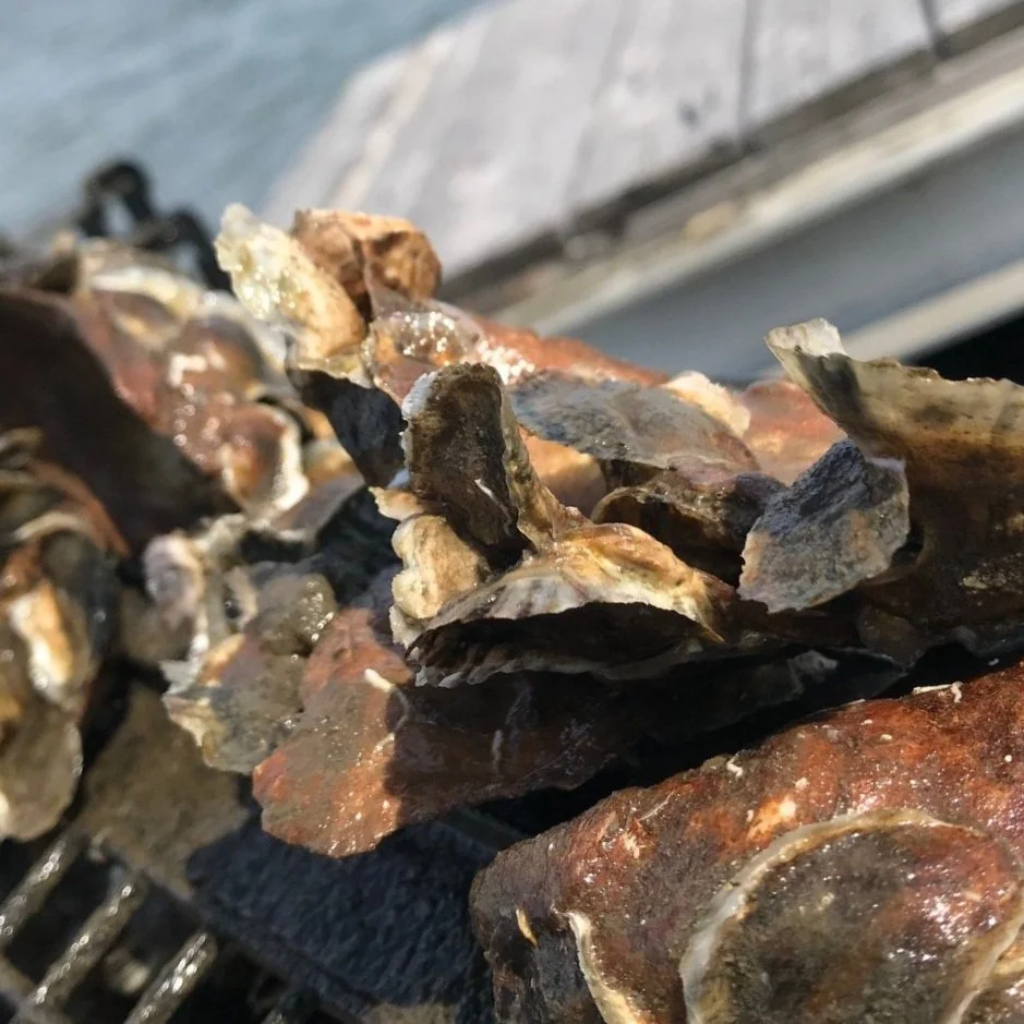 Oyster Shell Back General 1 — Back to the Bays