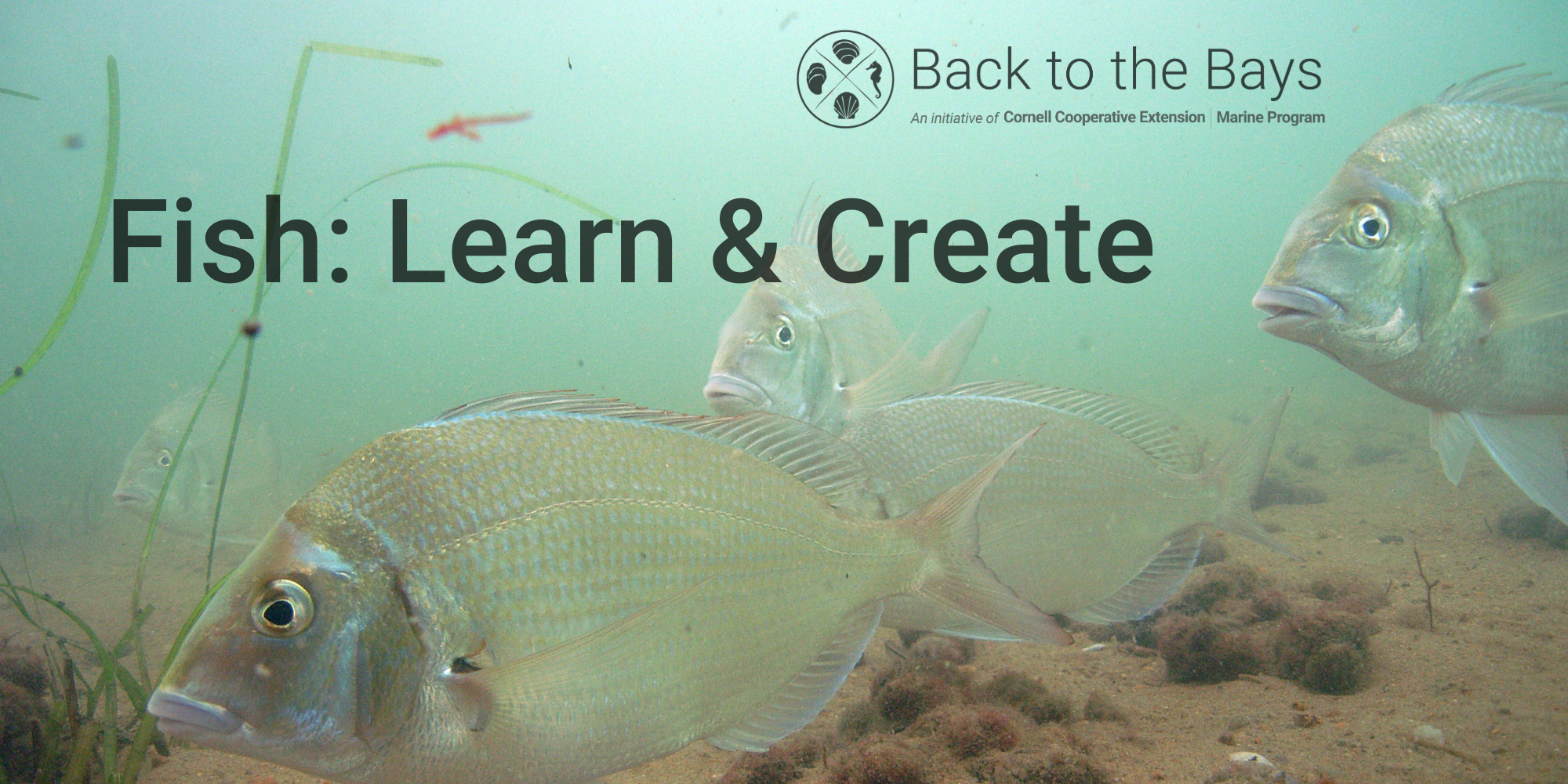 ArtSea Learn & Create -Fish — Back to the Bays