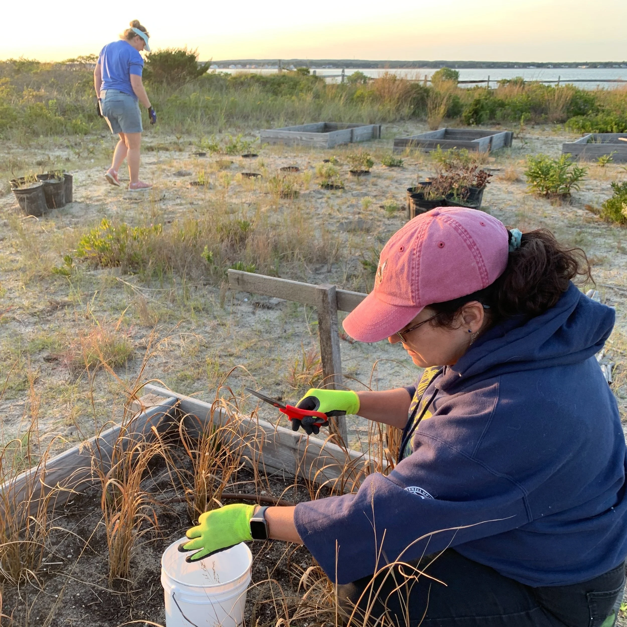 Coastal Gardening at Tiana Bayside