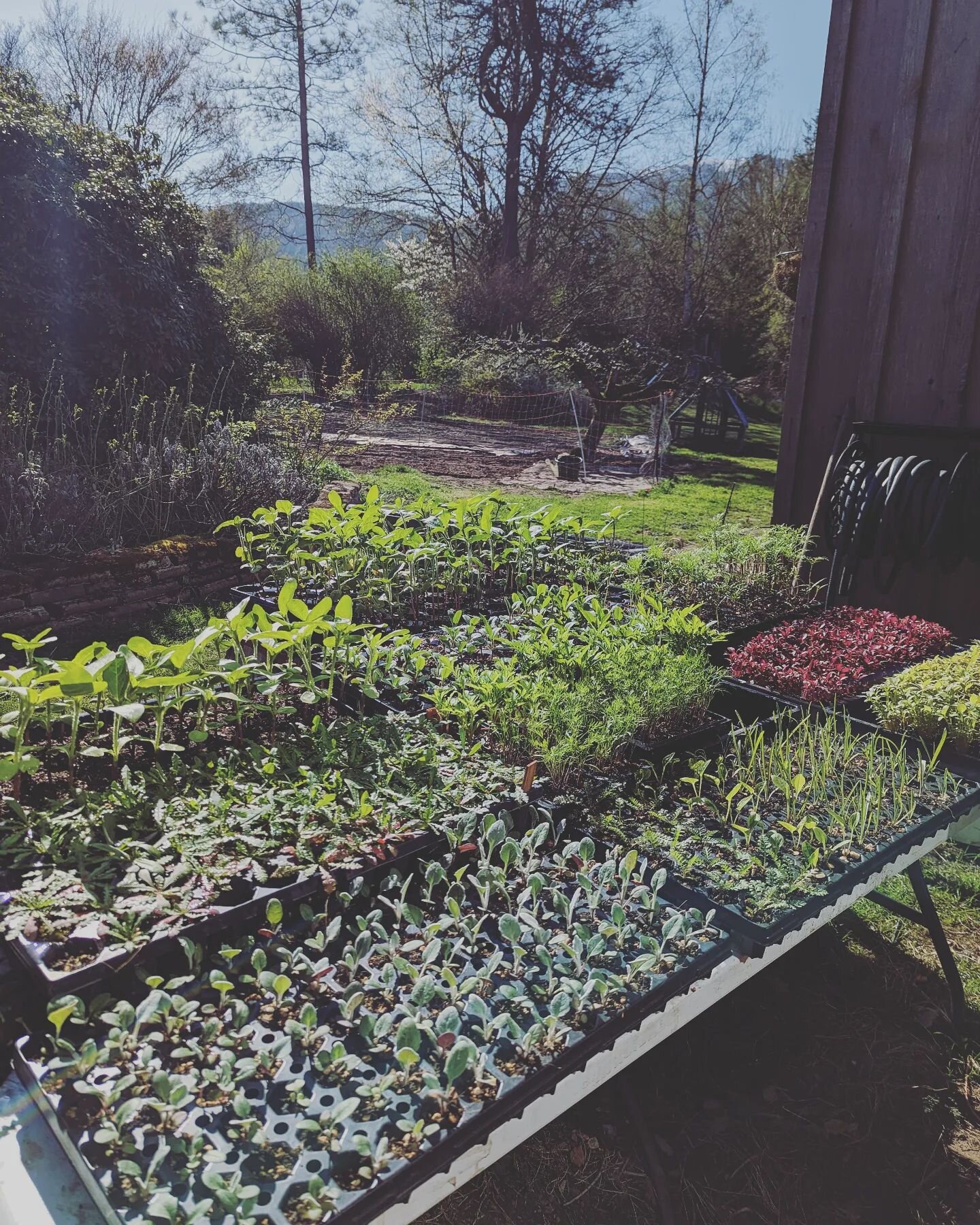 Hello ☀️ here's a snapshot of what will be in the ground this week. So beyond excited to start filling up our rows! #headwatersfarmwa #localflowers #pnwflowers #sunshine