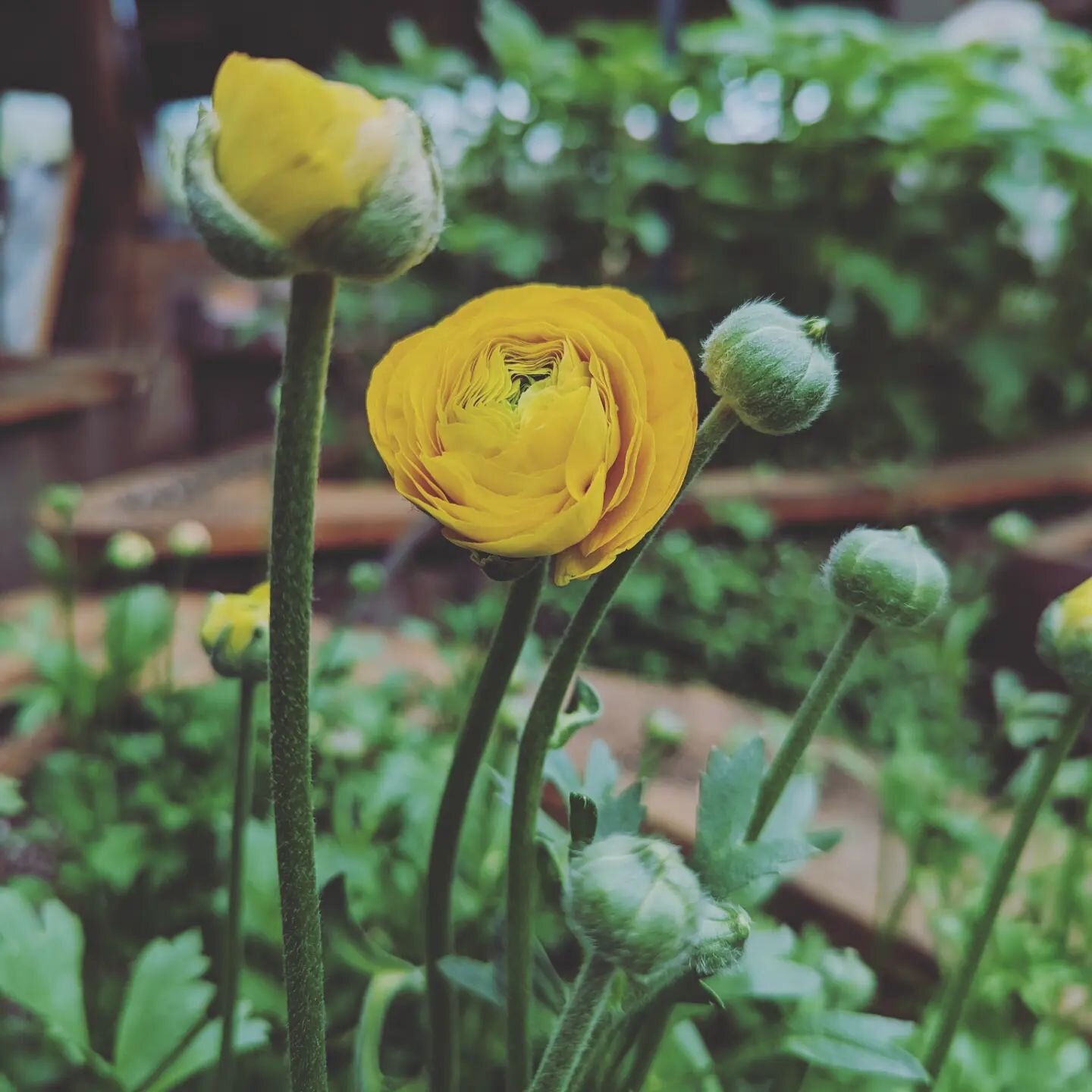 Falling in love with ranunculus this spring! It's my first season growing these late winter sown ranunculus and I'm so stoked to try out a fall planting! 

 #headwatersfarmwa #slowflowers #springflowers #pnwflowers #localflowers #springvibes #farmfre