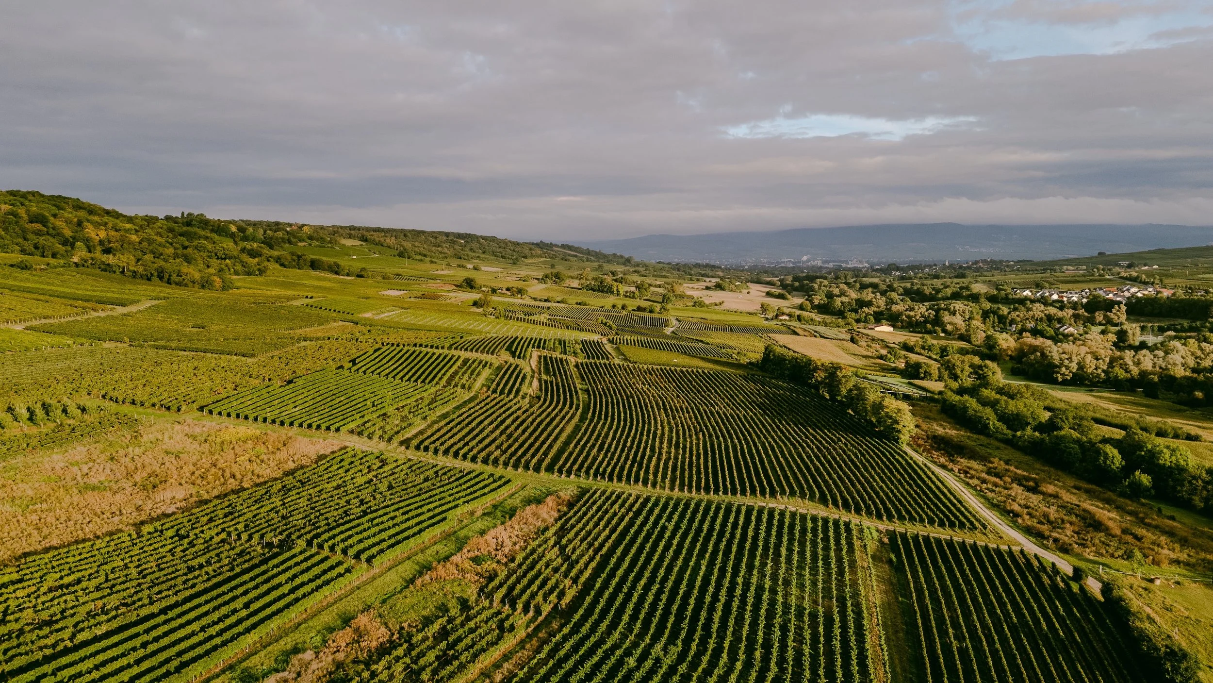 Weinberge 02.jpg