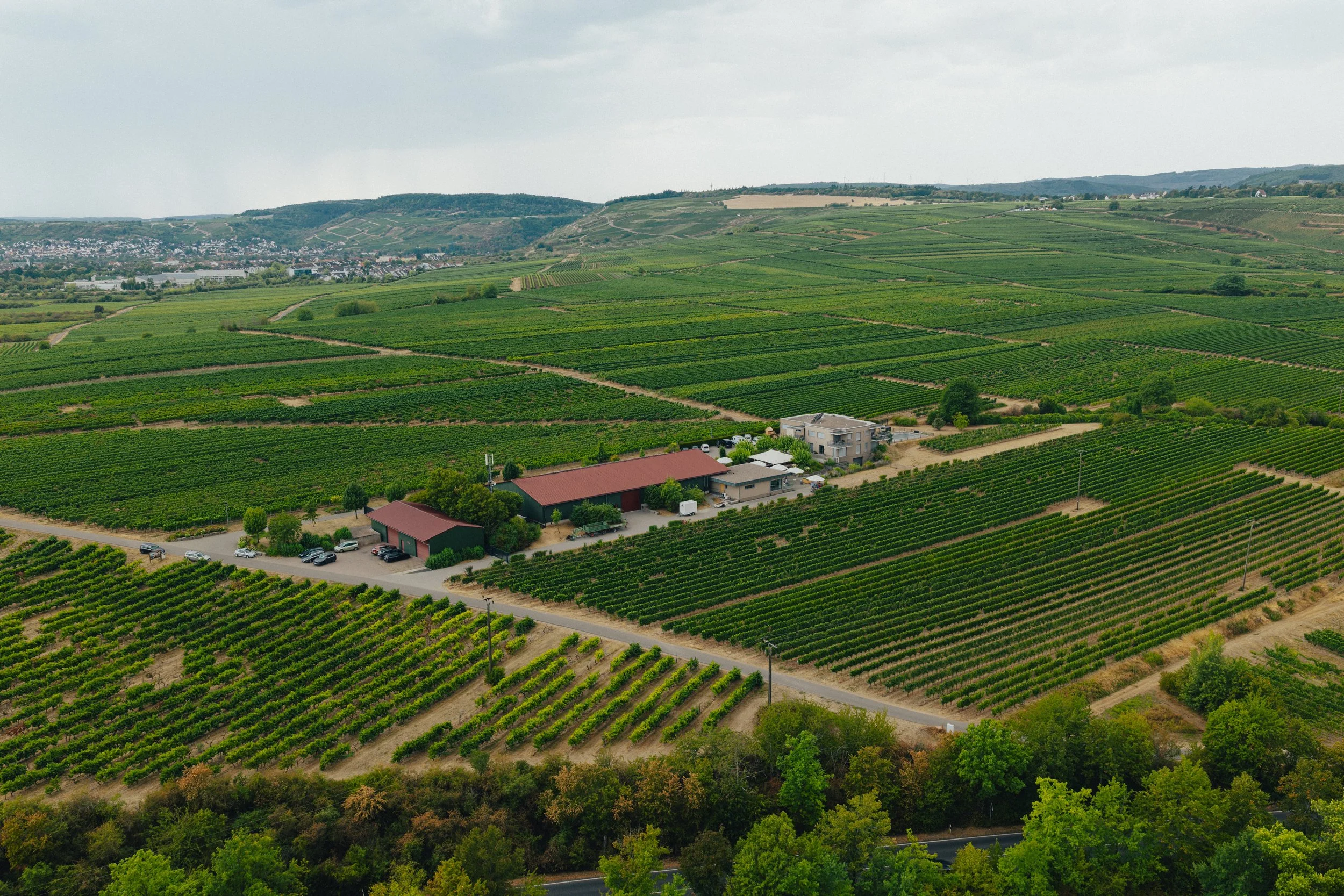 Landschaft mit weiten, grünen Feldern und Weinplantagen, Häusern und einem Dorf im Hintergrund.