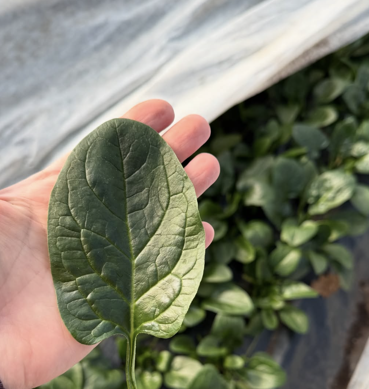 Screenshot 2025-05-12 at 2.51.11 PM.png