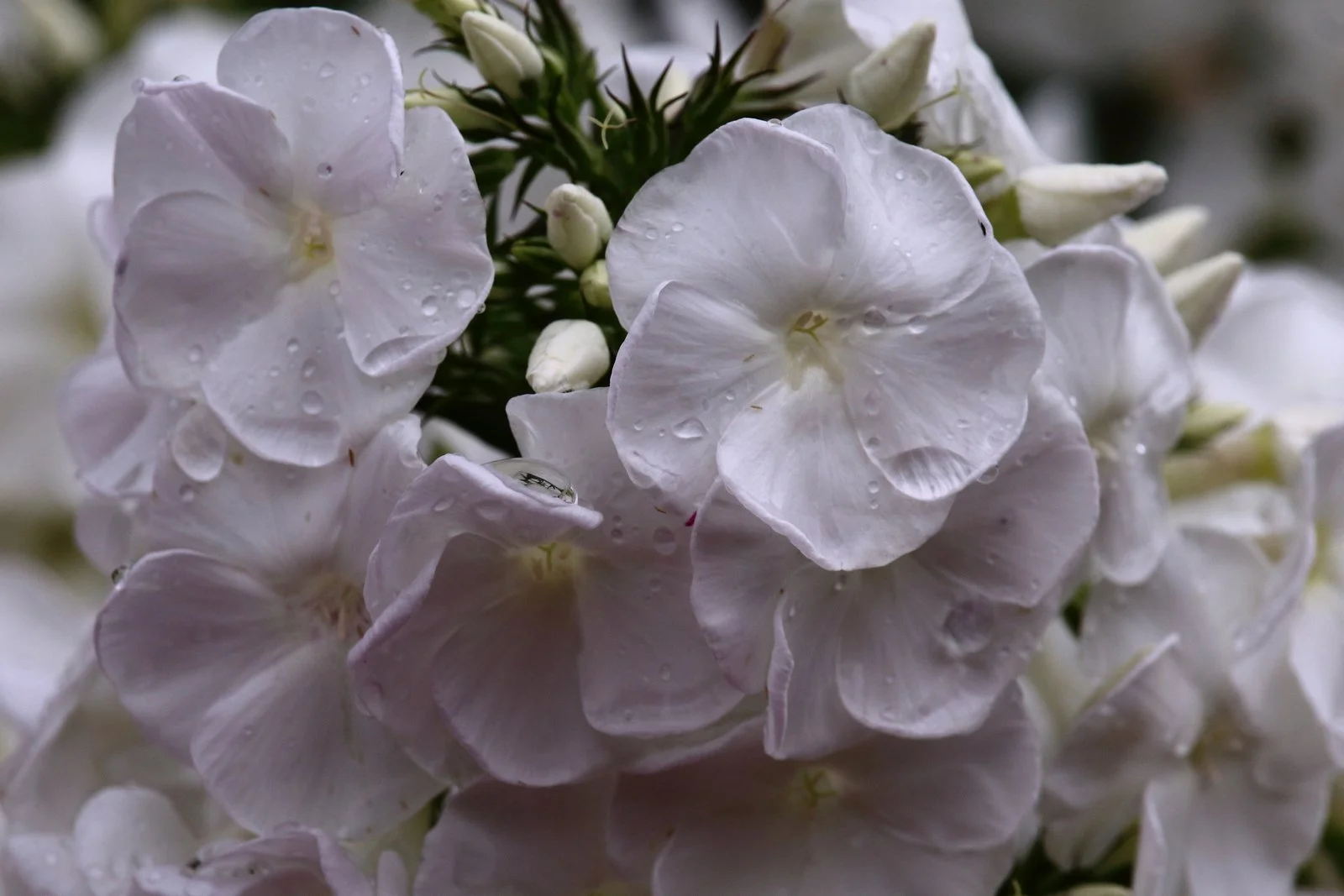DH - Garden Flowers 1.JPG