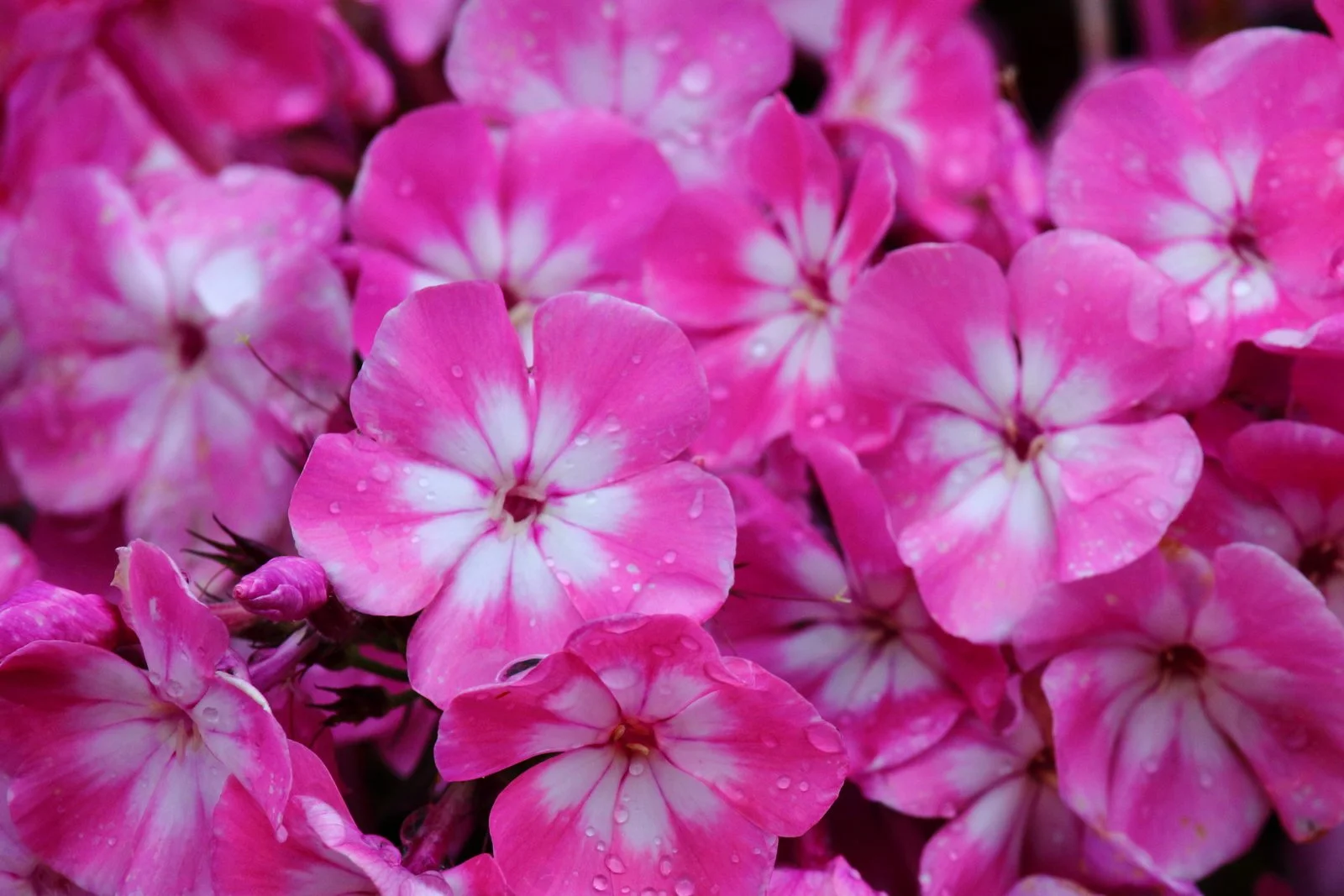 DH - Garden Flowers 2.JPG