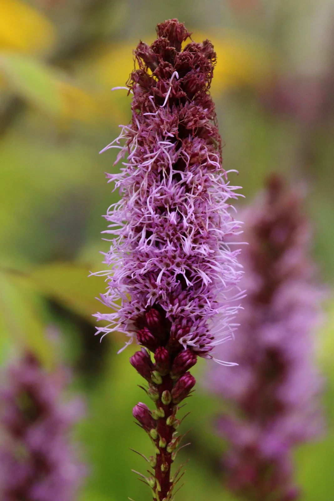 DH - Garden Flowers 3.JPG