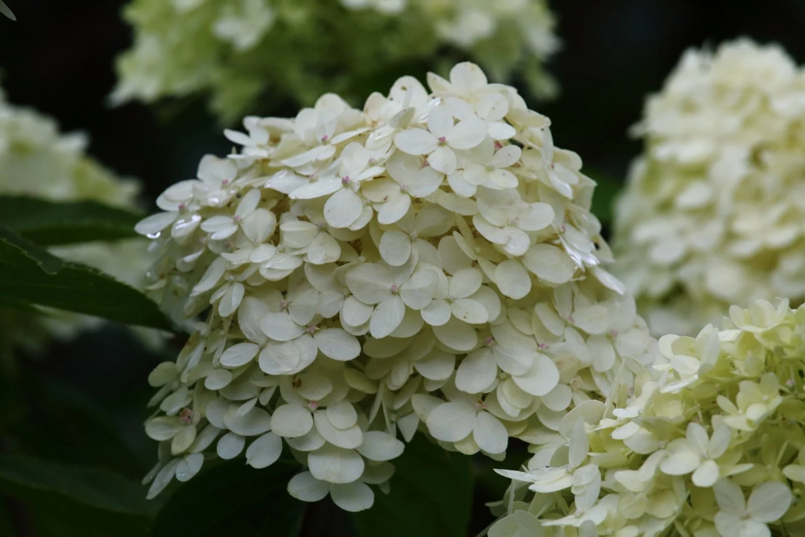 DH - Garden Flowers 4.JPG