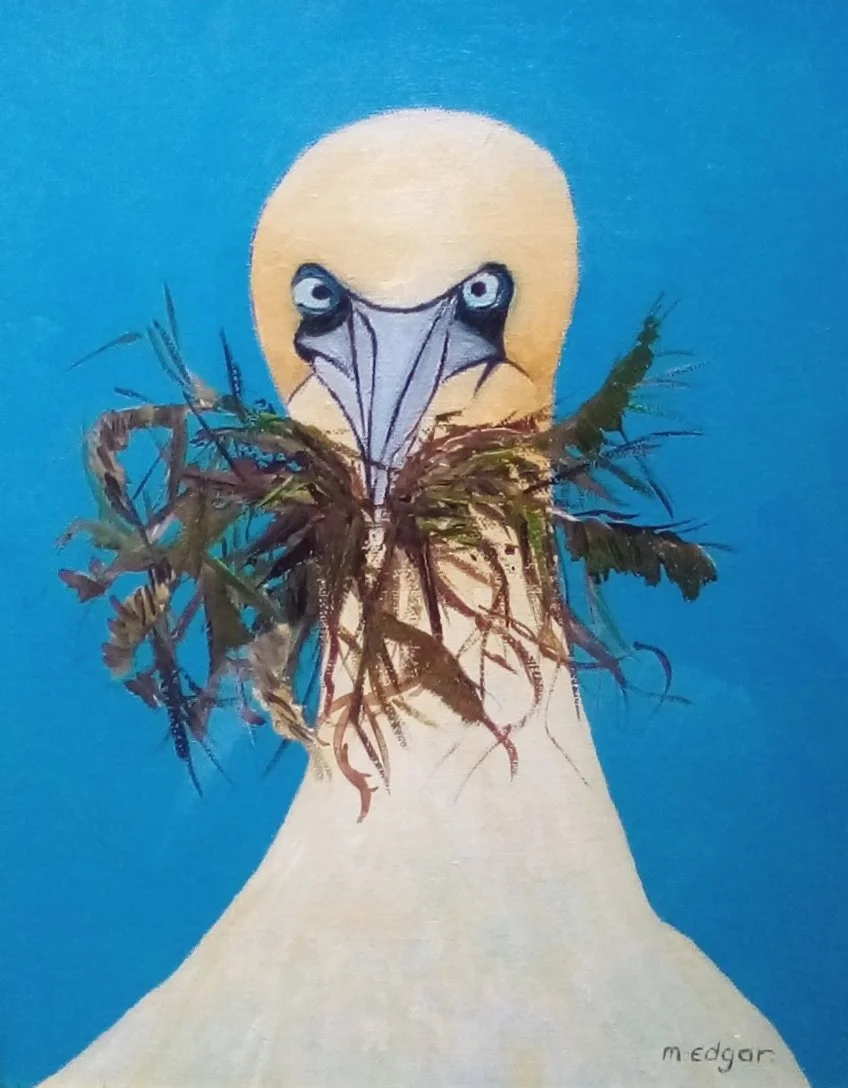 Crosseyed Gannet