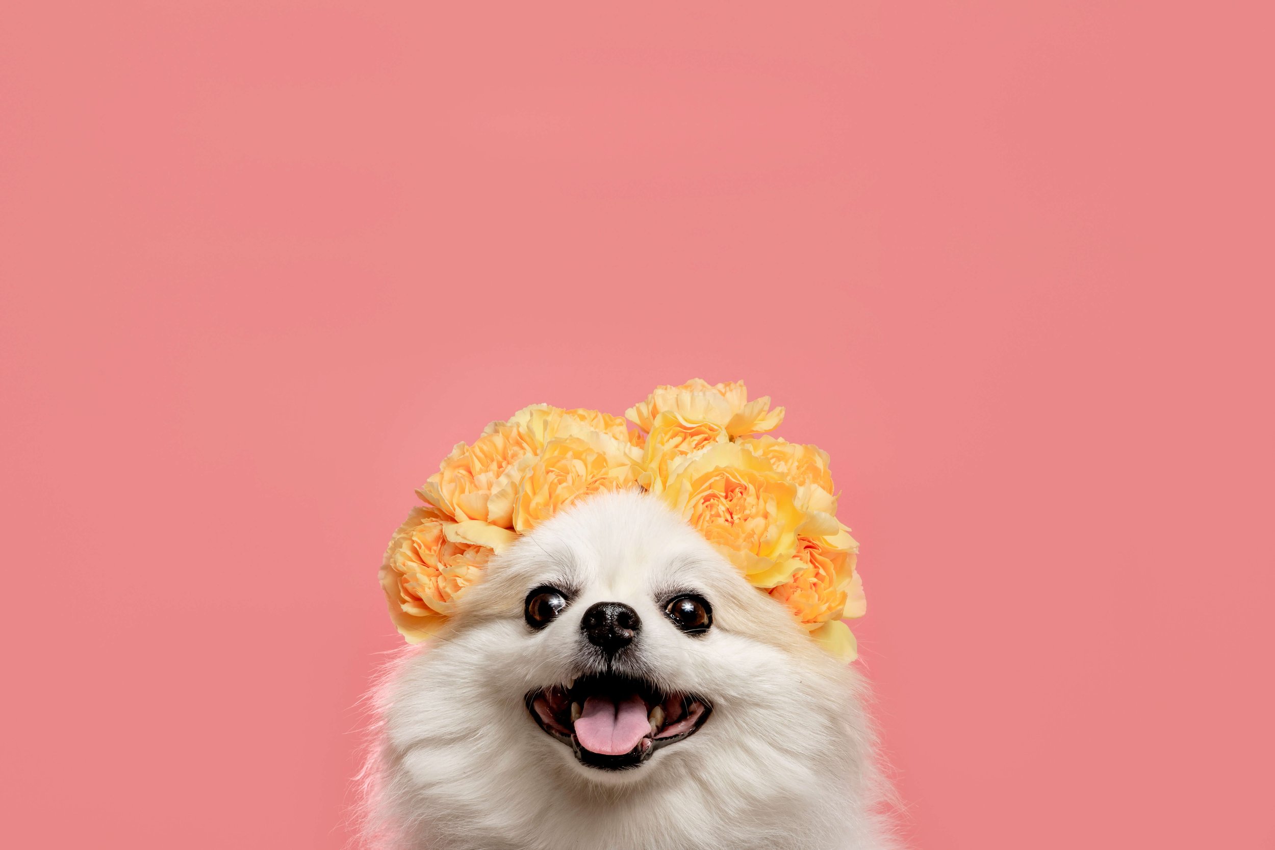 Pomeranian_DogPhotography.jpg