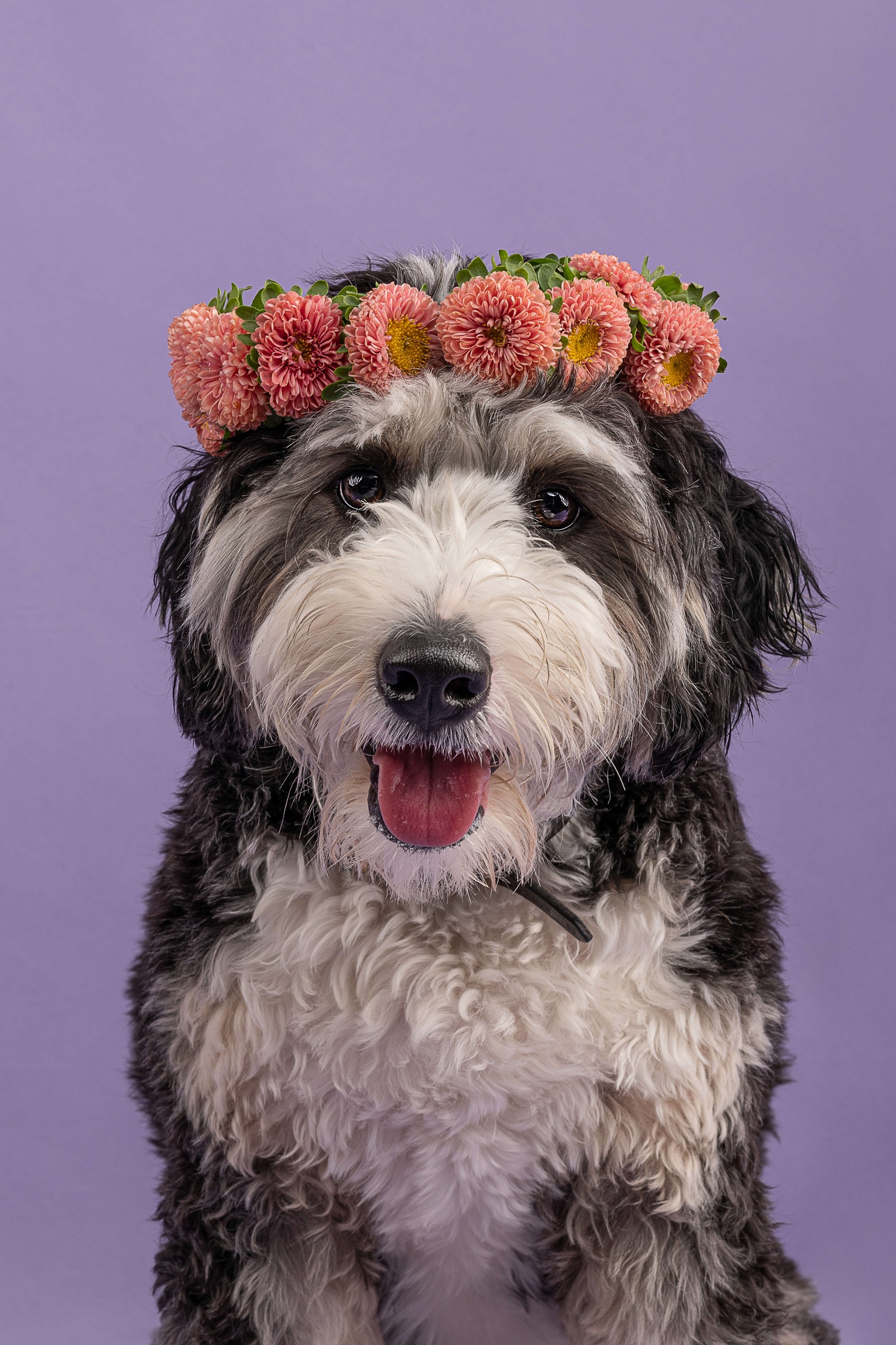 BernedoodleFlowerCrown_DogPhotography.jpg