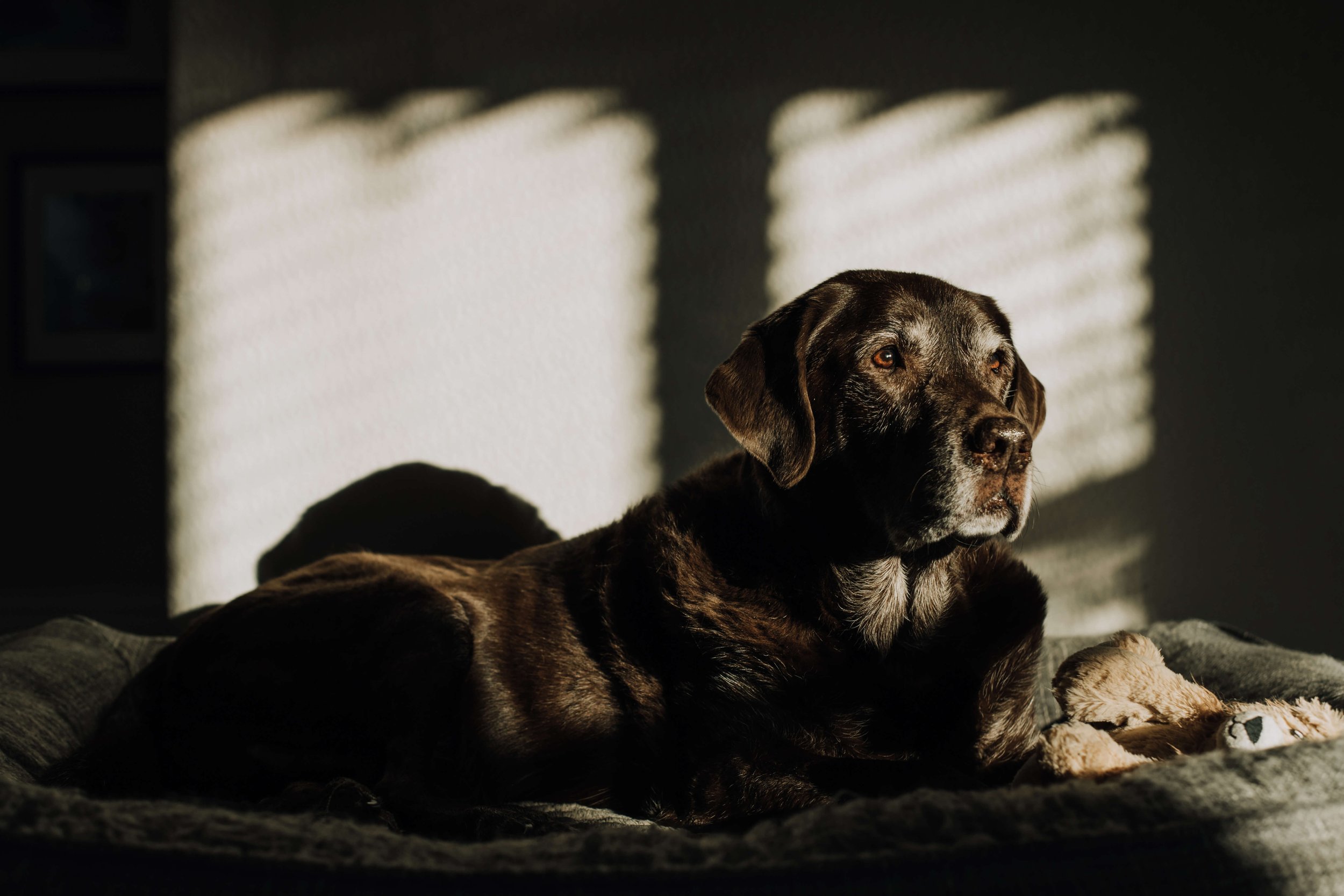 ChocolateLabBreed_DogPhotography.jpg