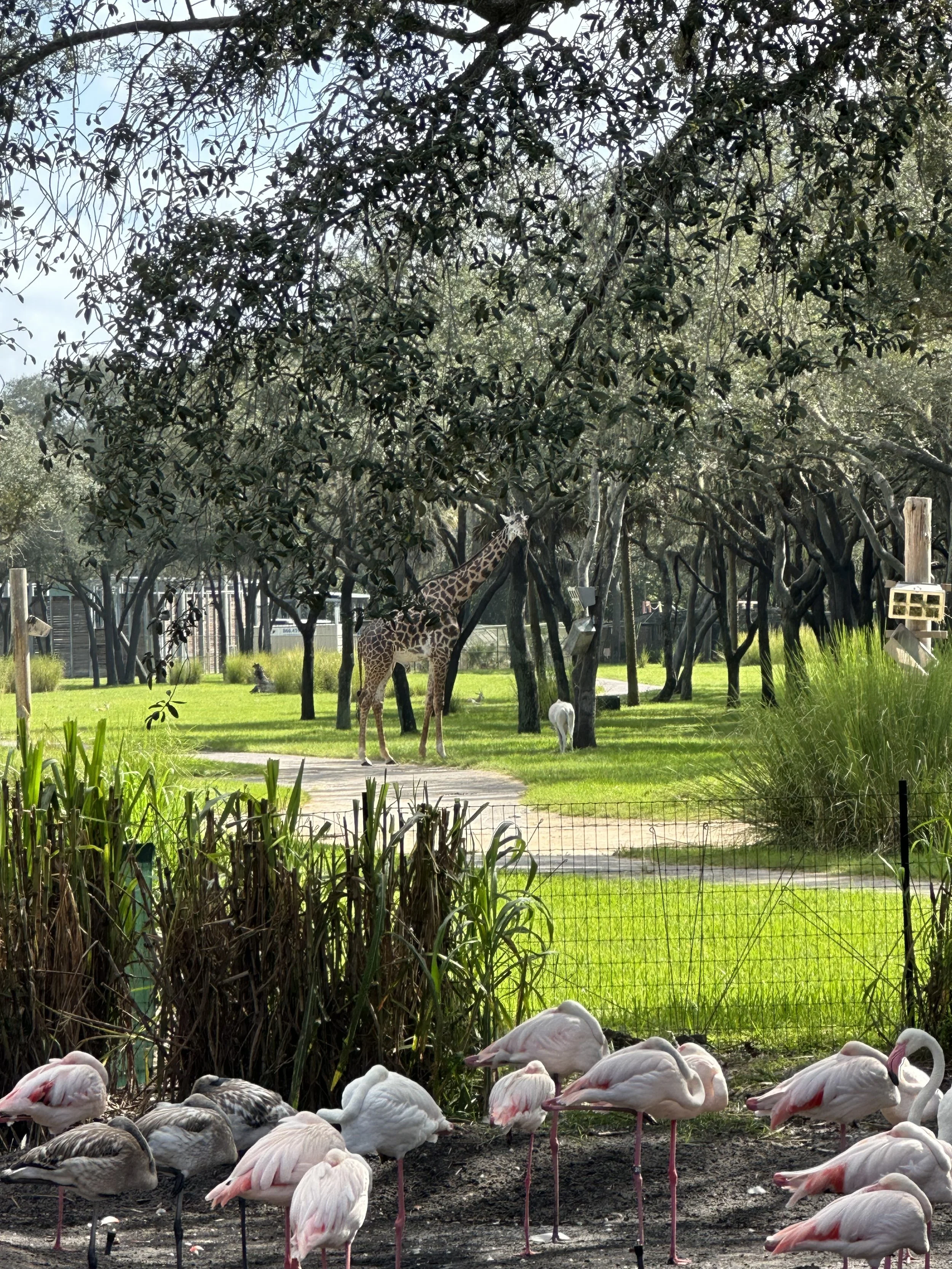Savanna View from the pool area at Jambo House