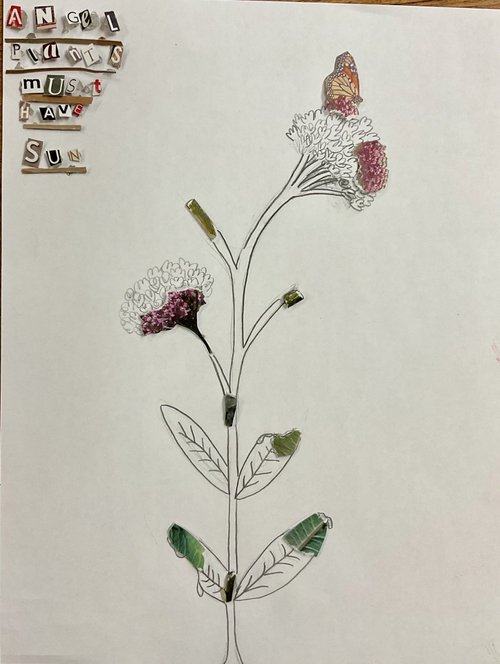 Student drawing of a milkweed plant