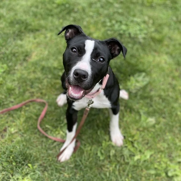 Pet of the Week Bubbles.jpeg