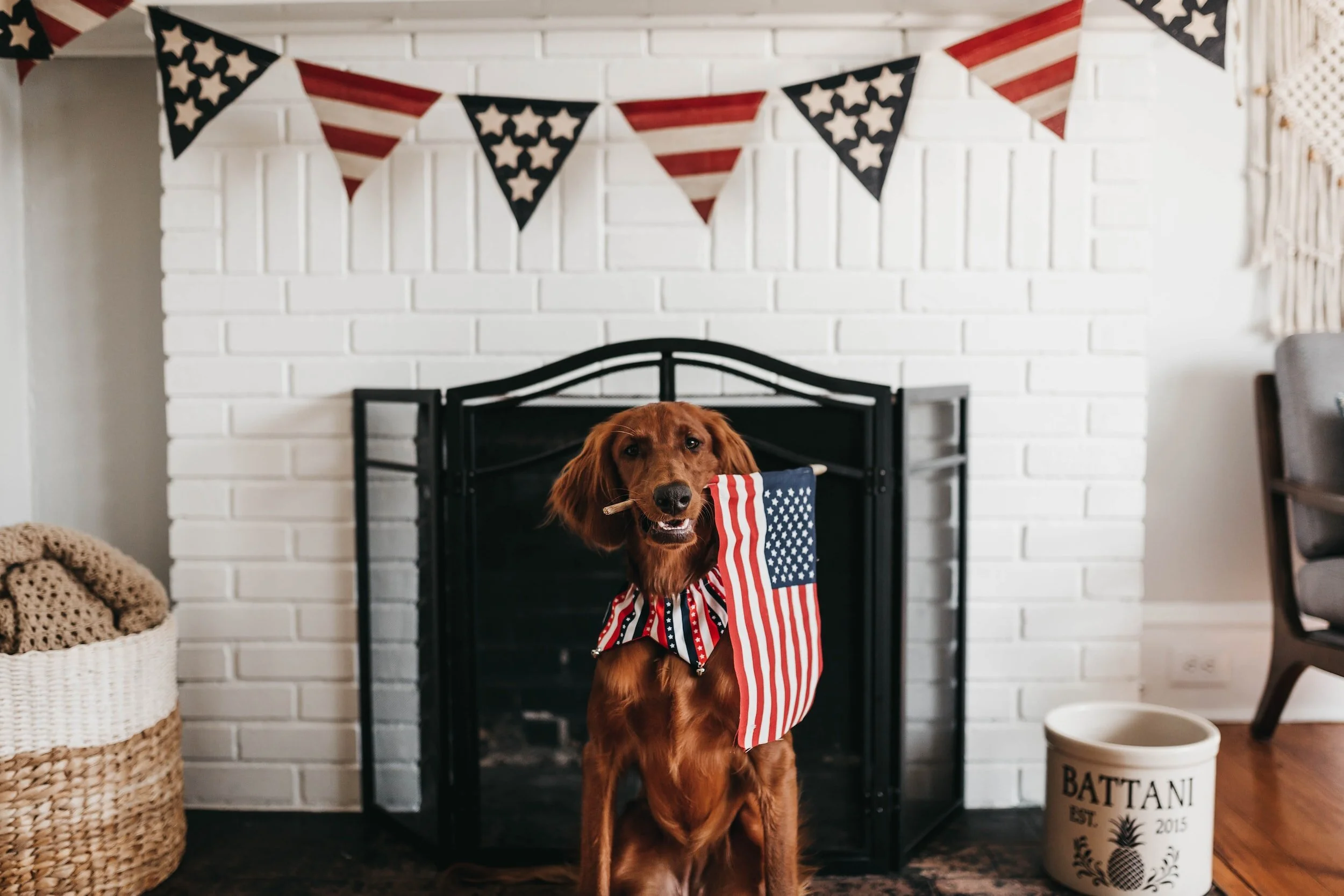 How to Prepare Your Pets for Fireworks and Have a Dog-Friendly Fourth of July