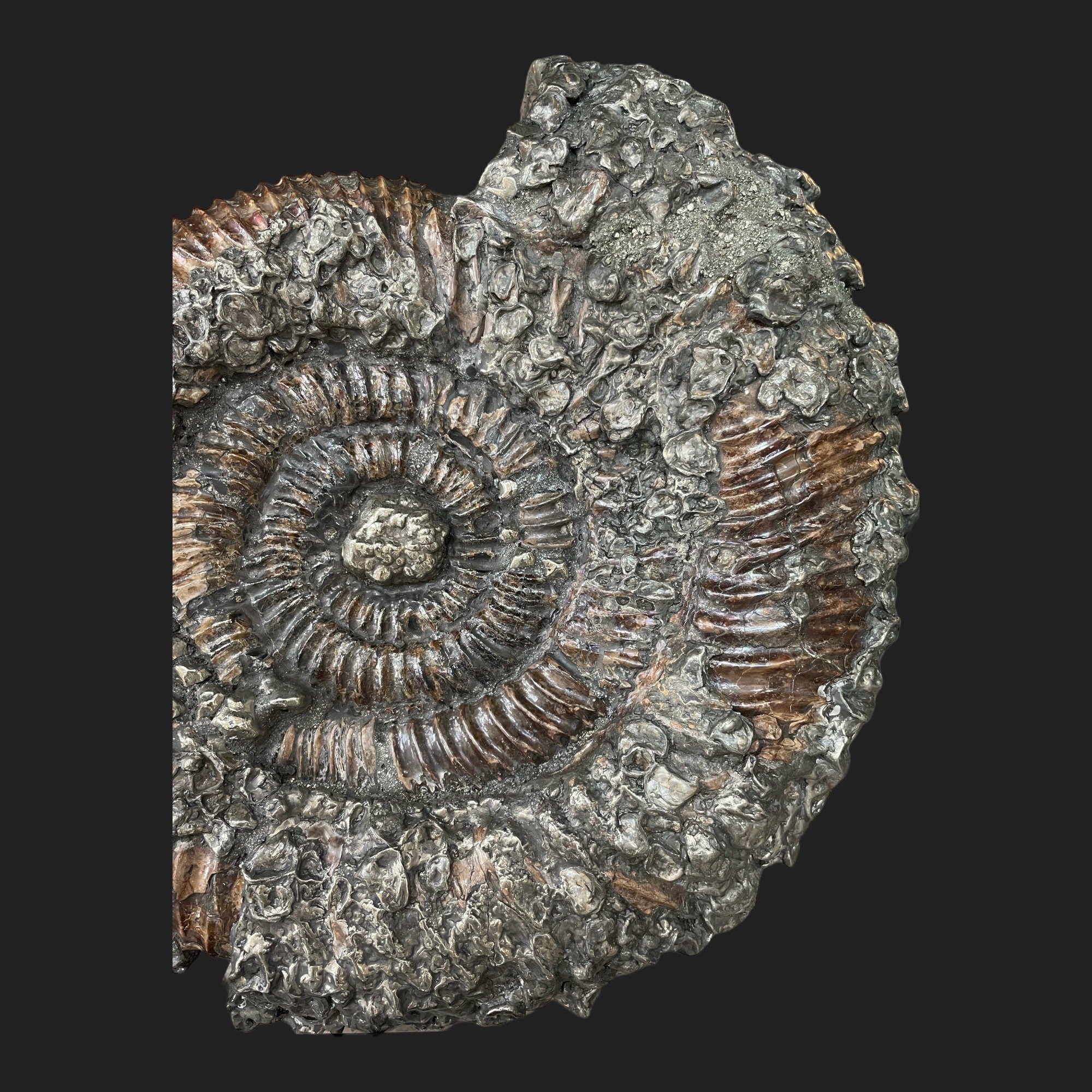 Fossilized ammonite specimen with pyrite encrustation on custom black stand, from Volga River, Russia