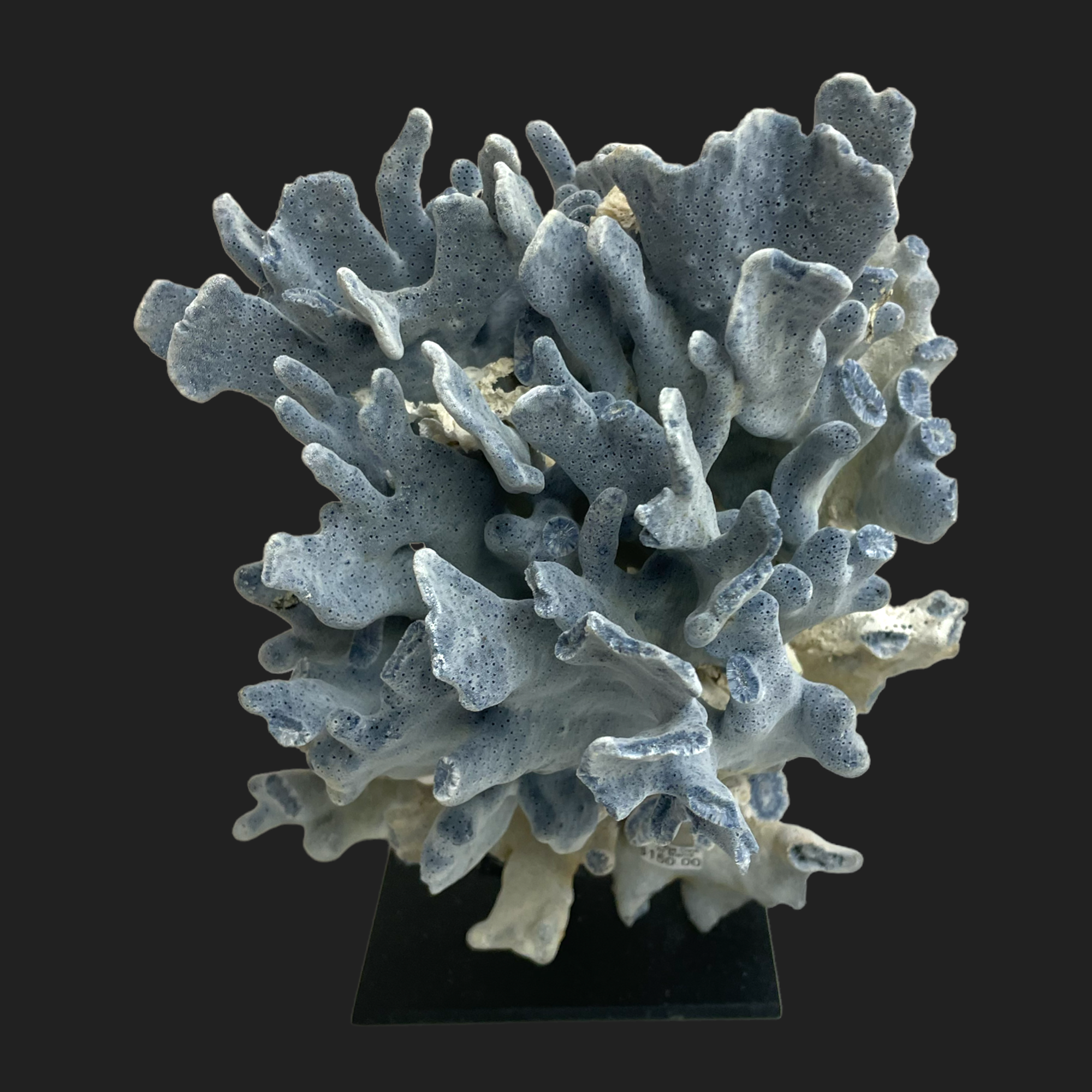 azure-reef-blue-coral-2.png