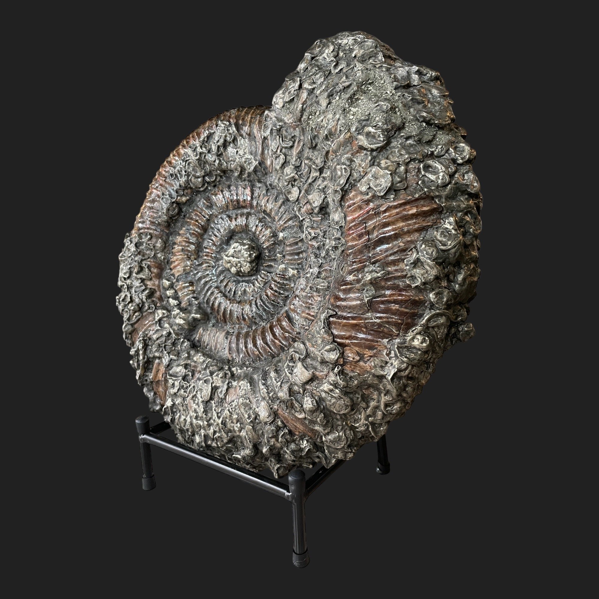 Fossilized ammonite specimen with pyrite encrustation on custom black stand, from Volga River, Russia