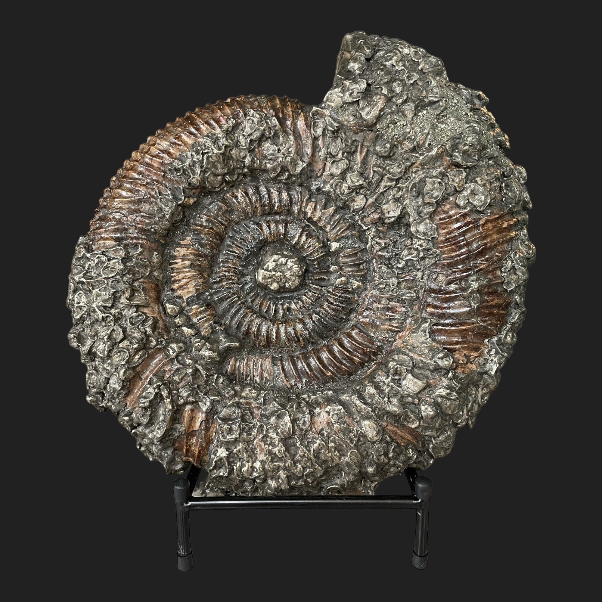 Fossilized ammonite specimen with pyrite encrustation on custom black stand, from Volga River, Russia