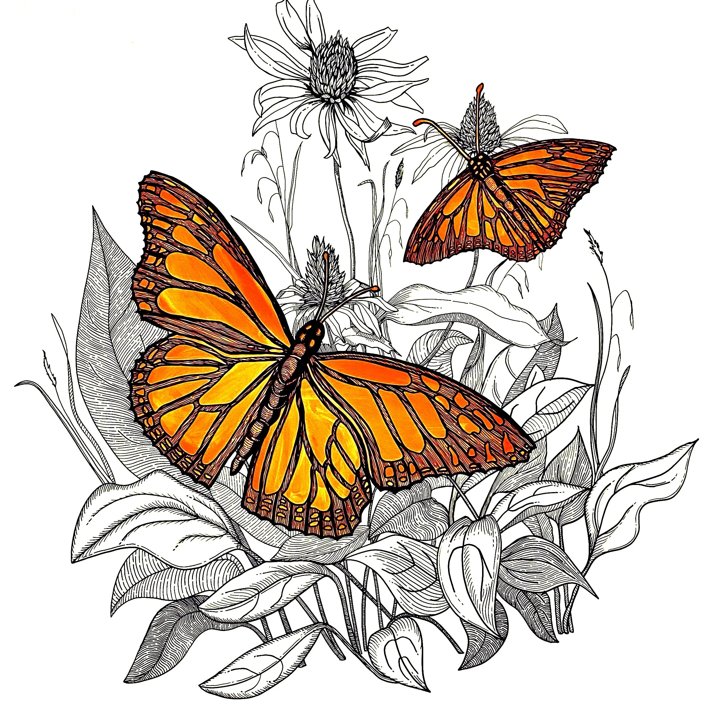 Strong Museum Butterflies