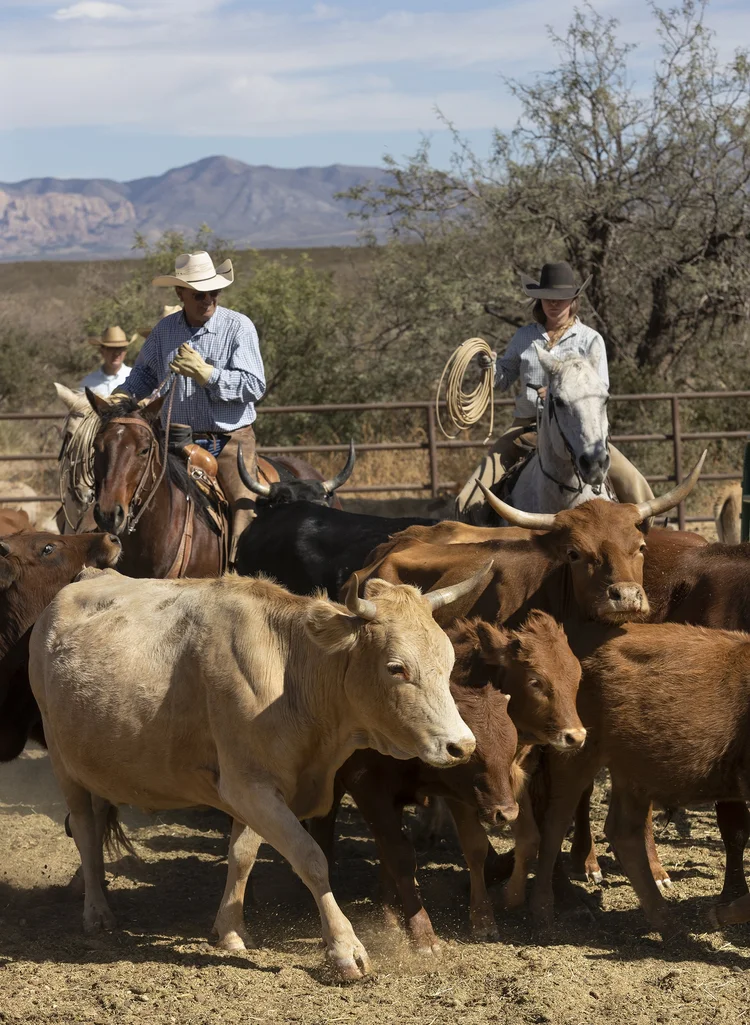 Round-Ups & Cattle Drives — Tombstone Monument Ranch & Cattle Co