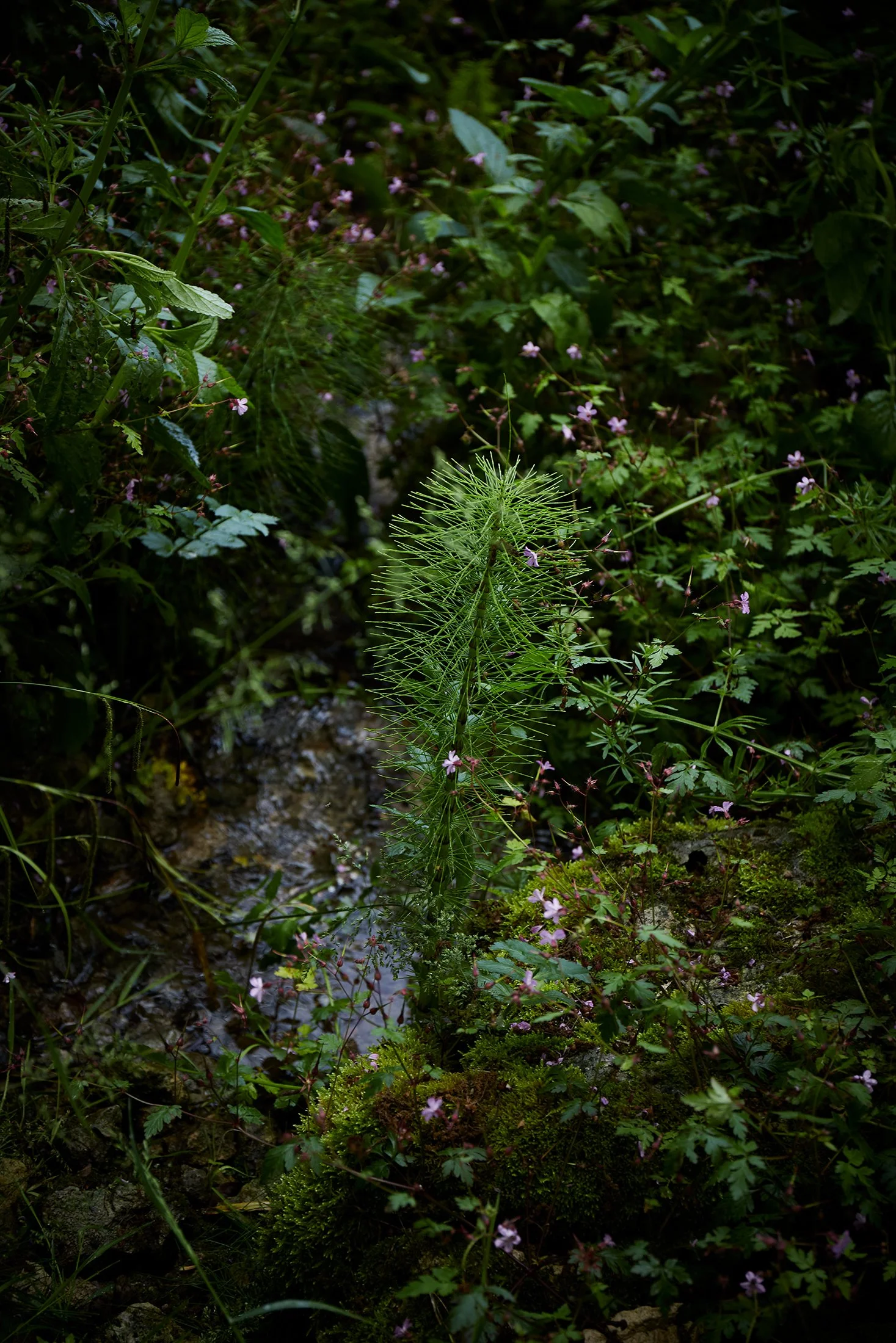 Berrac_2012_HD.jpg