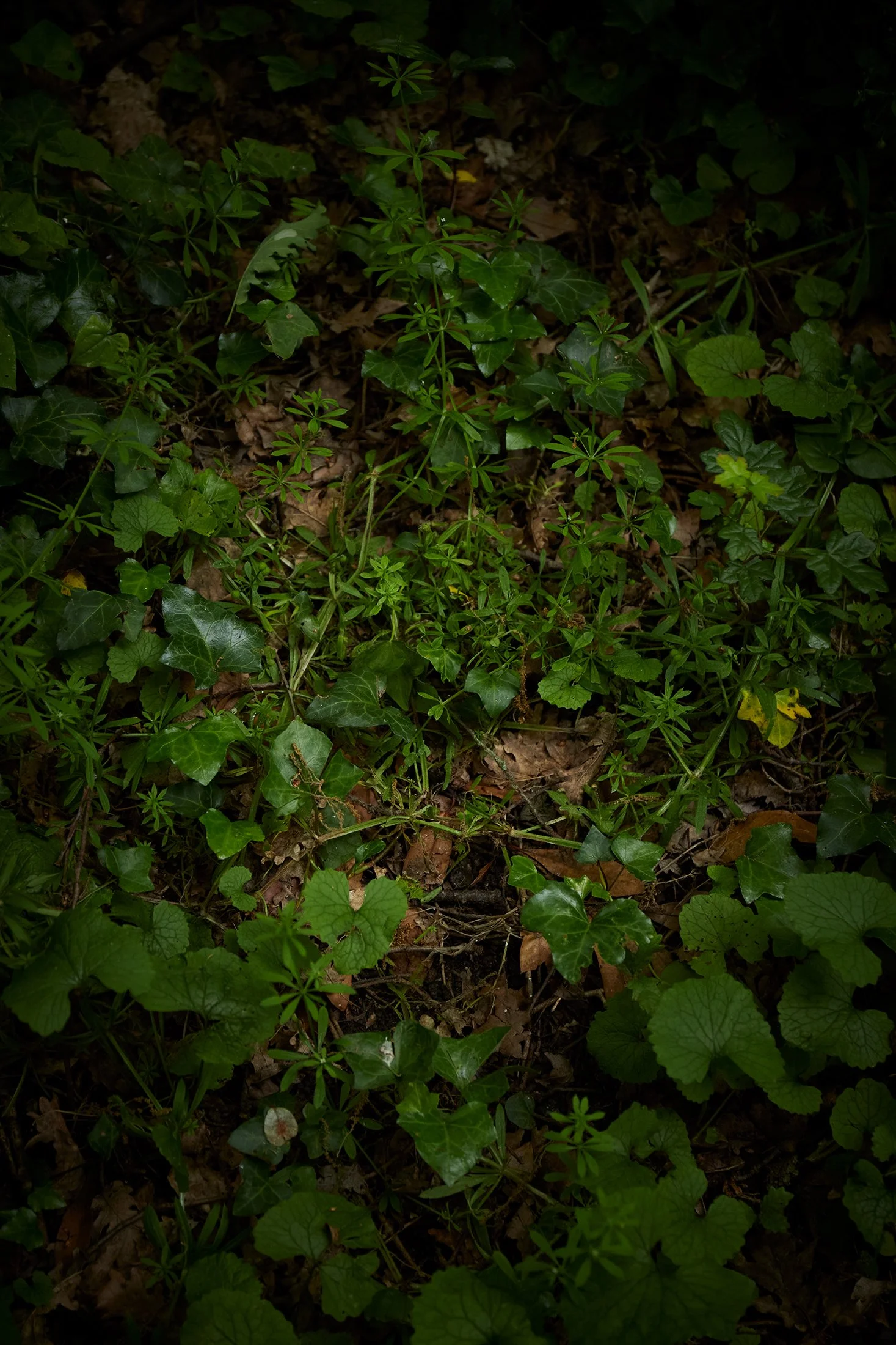 Berrac_2420_HD.jpg