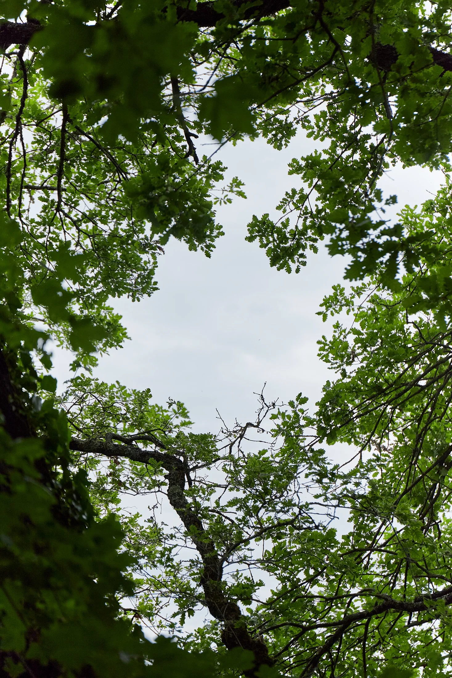 Berrac_2401_HD.jpg