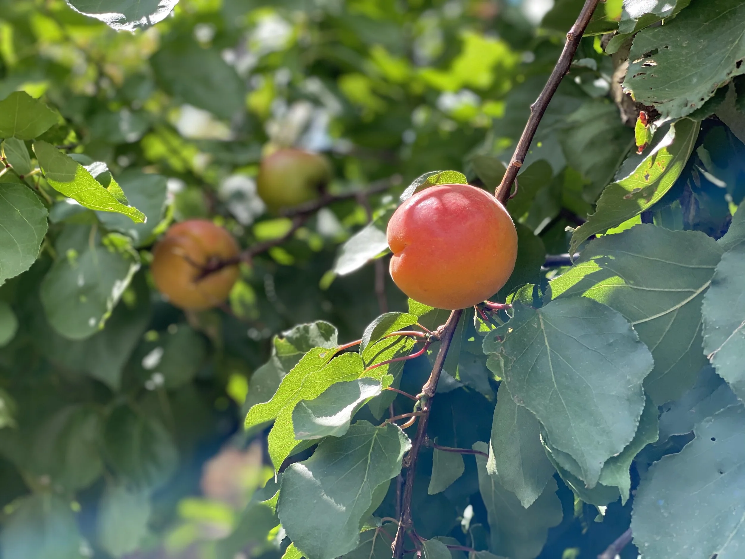 DFE5AF54-43D5-4547-8ADF-79A7B2EAB037