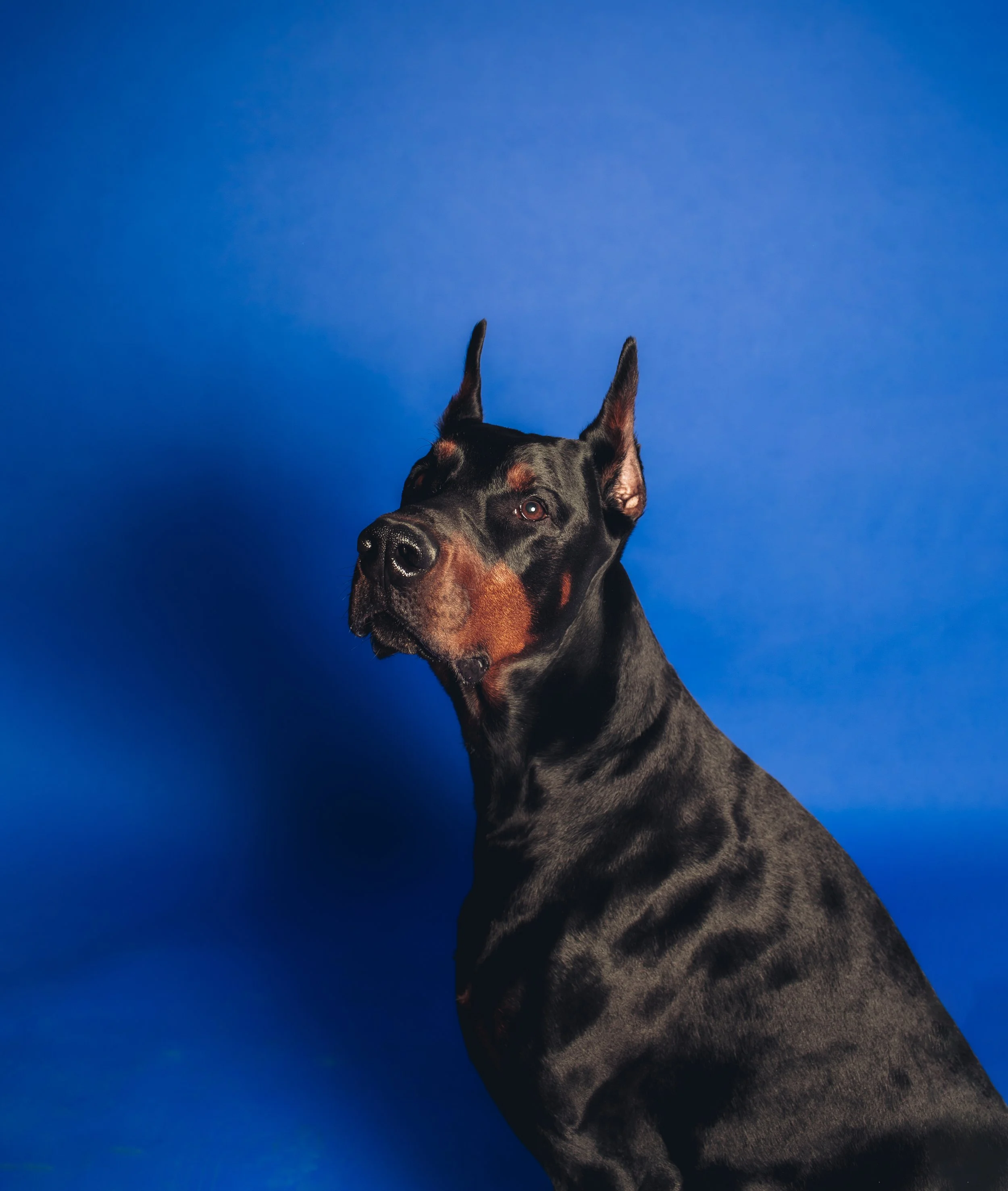 odog.jpg