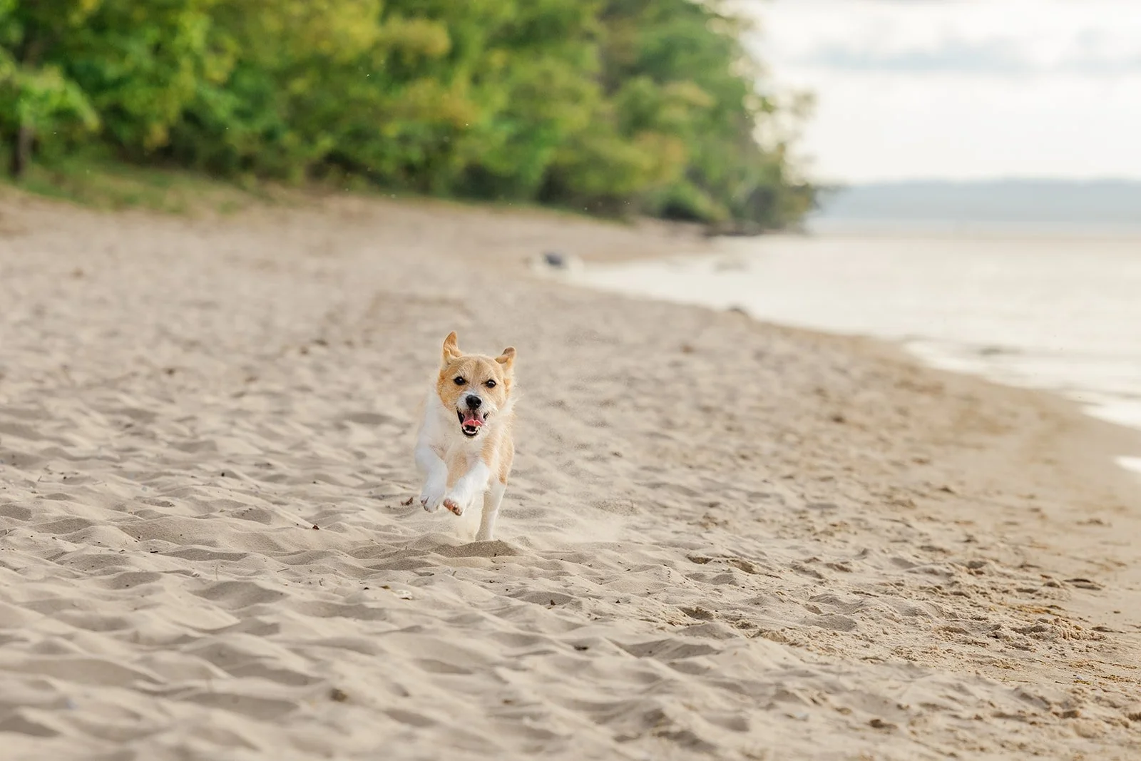 A Jack Russell Terrier happily running through the sand on a beach in Traverse City, MI.