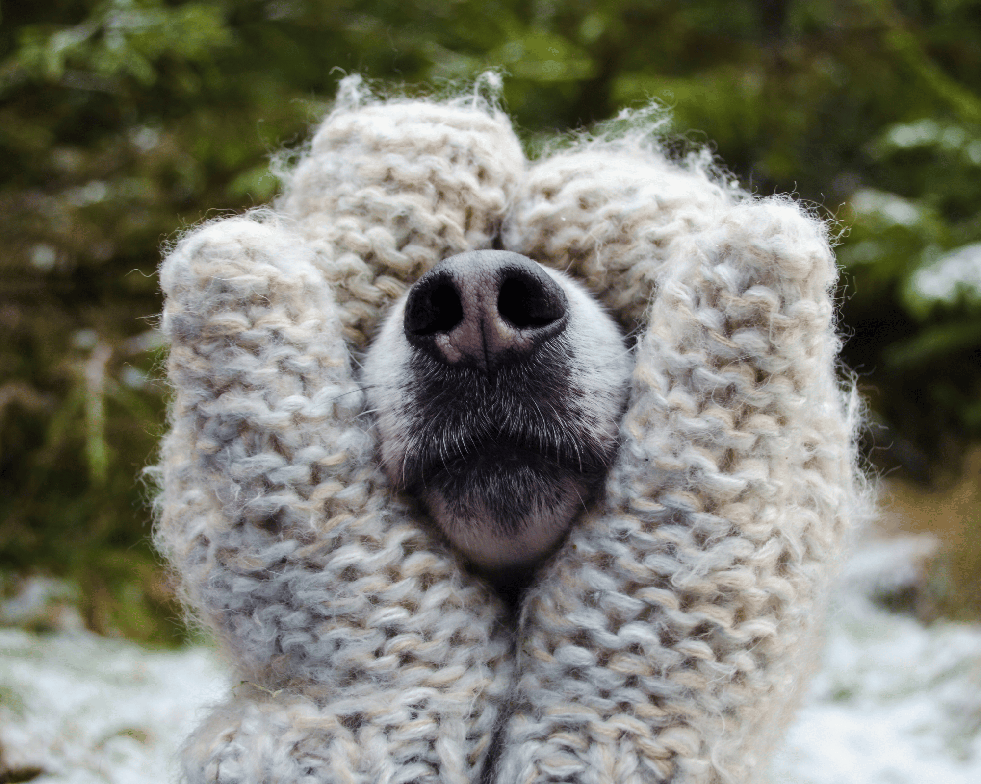 A dog nose held by mitten hands during a winter session.
