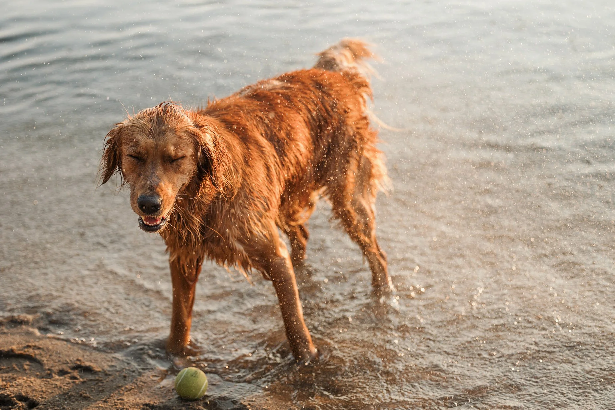 Golden retriever shaking off water after a swim during an outdoor dog photography session in Northern Michigan