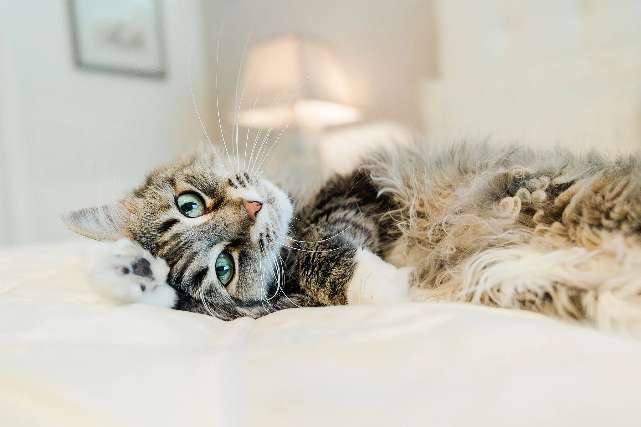 Indoor cat portrait featuring a senior cat relaxing on a bed in natural window light