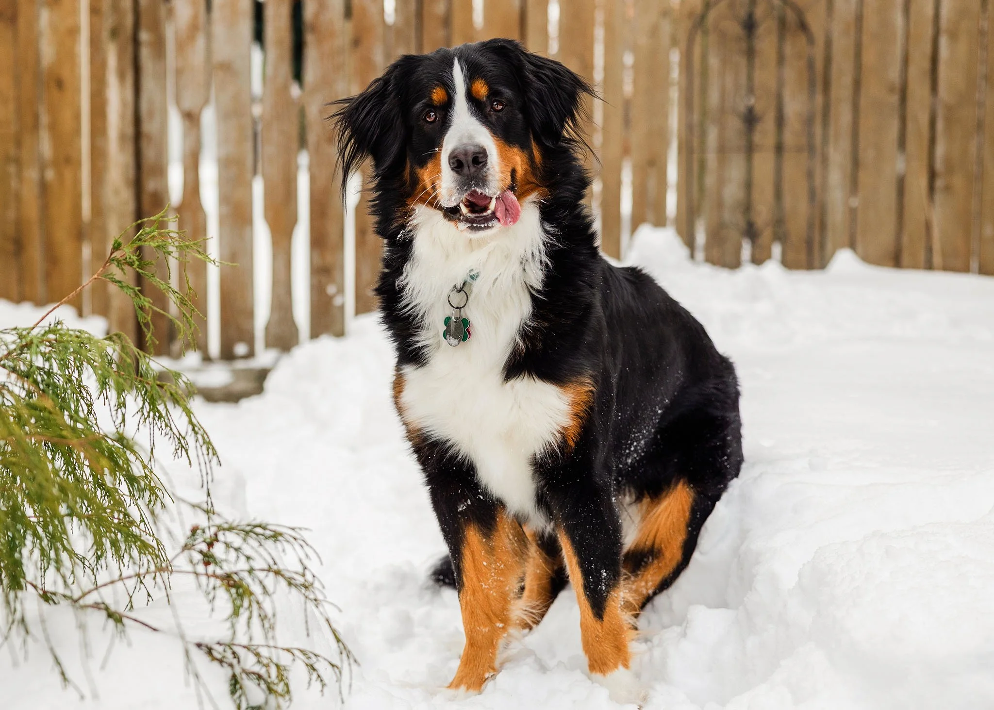 A Bernese Mountain Dog sitting in the snow with her tongue hanging out the side of her mouth.