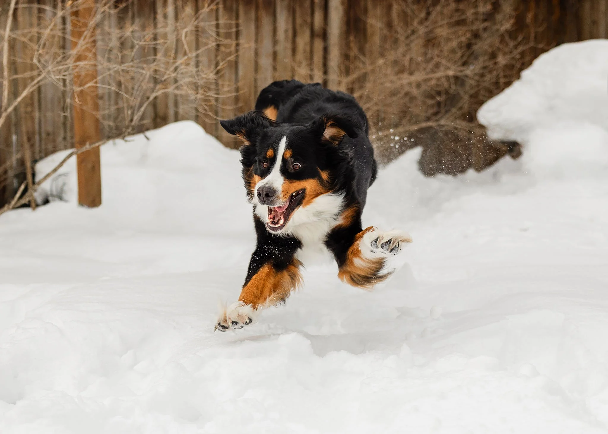 Bernese Mountain Dog running joyfully in the snow during a winter dog photo session in Traverse City