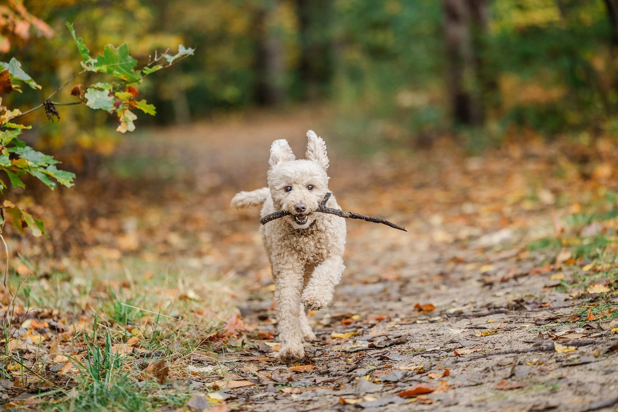 Candid action photo of a dog running with a stick during an outdoor dog photography session in Northern Michigan