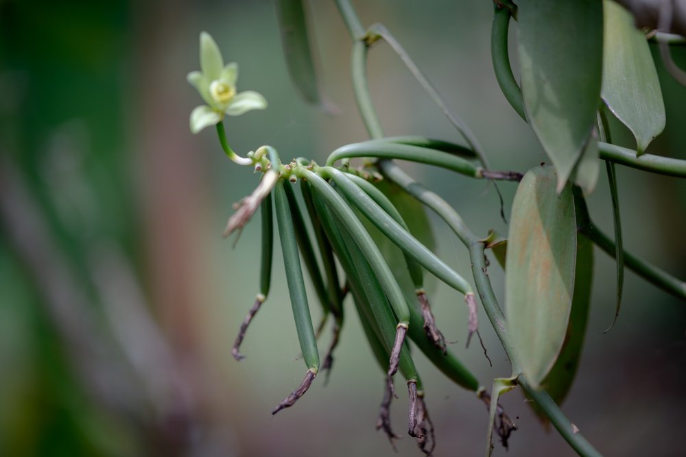 vanilla.ds.pollination-5.jpg