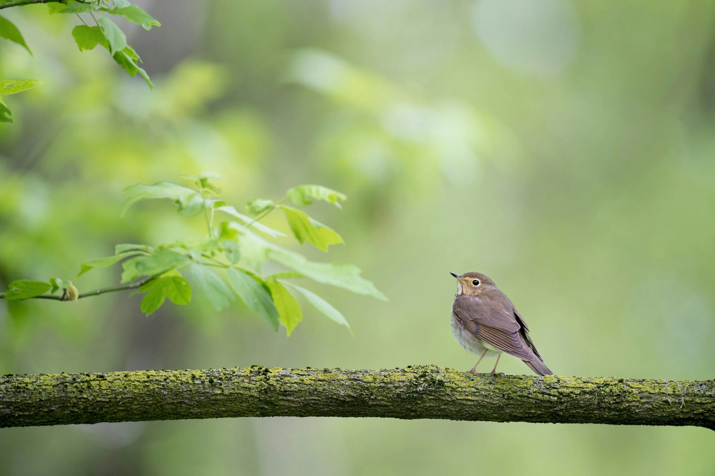 A small brown bird perched on a tree branch in a lush green forest.