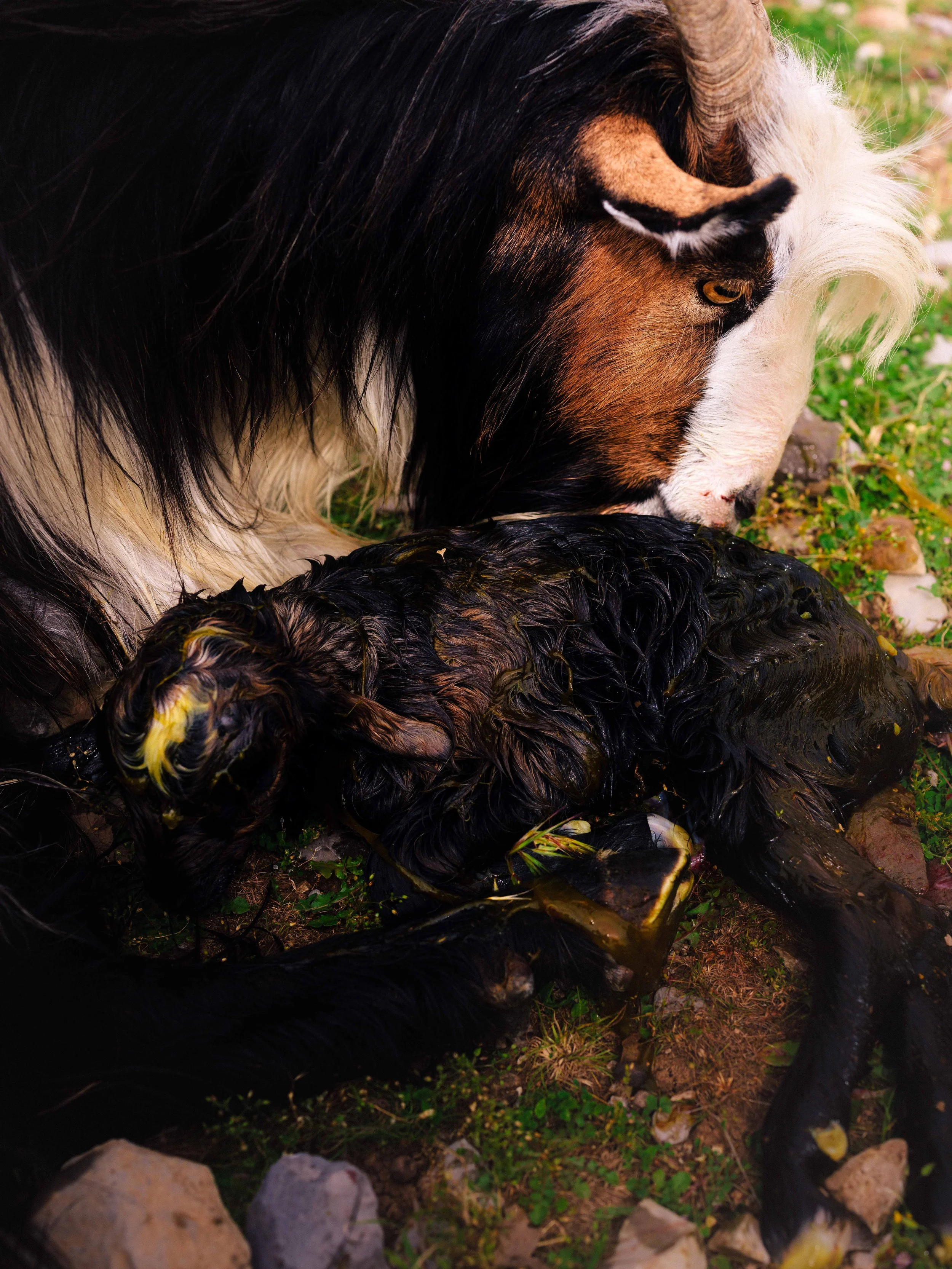 Zagros-GoatBirth.JPG