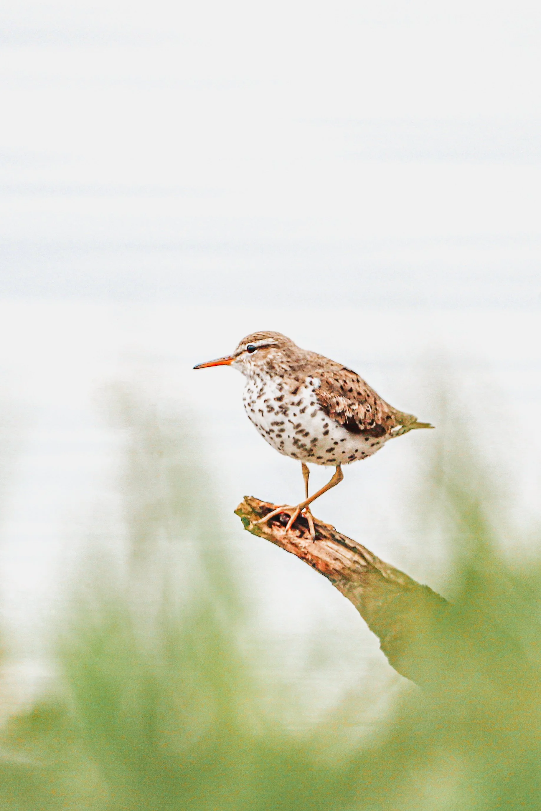 Spotted sandpiper side profile