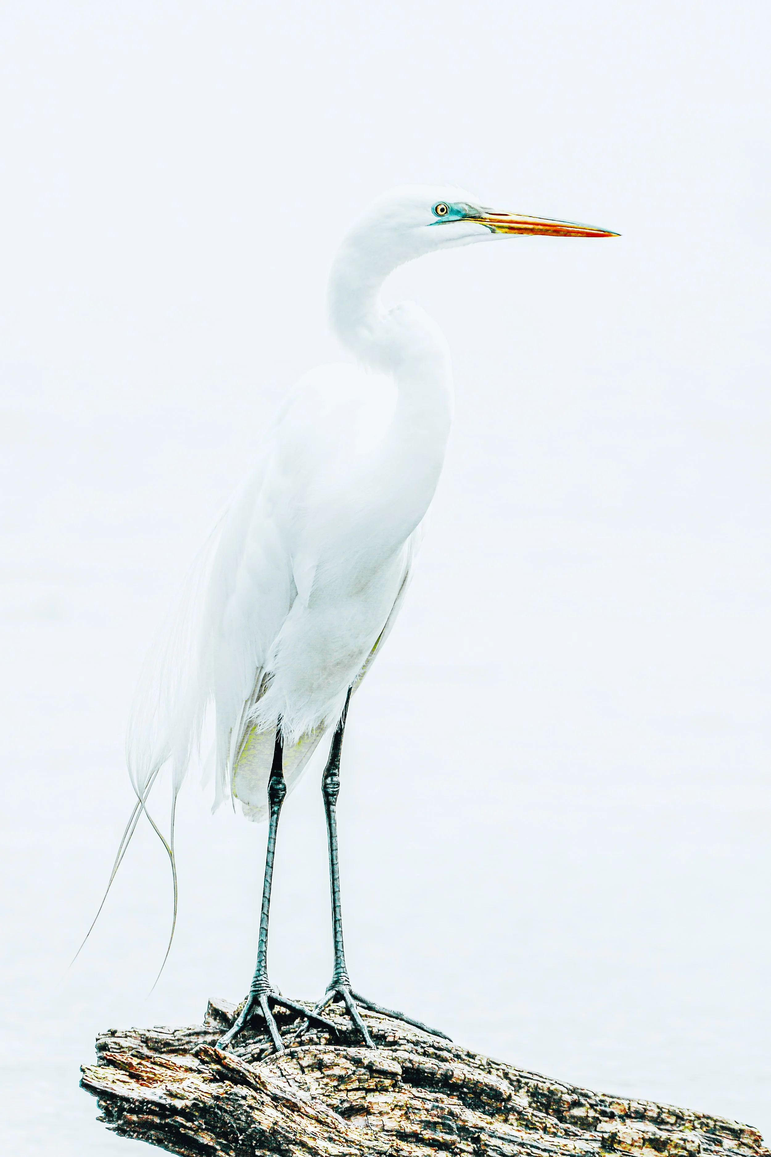 Great egret 