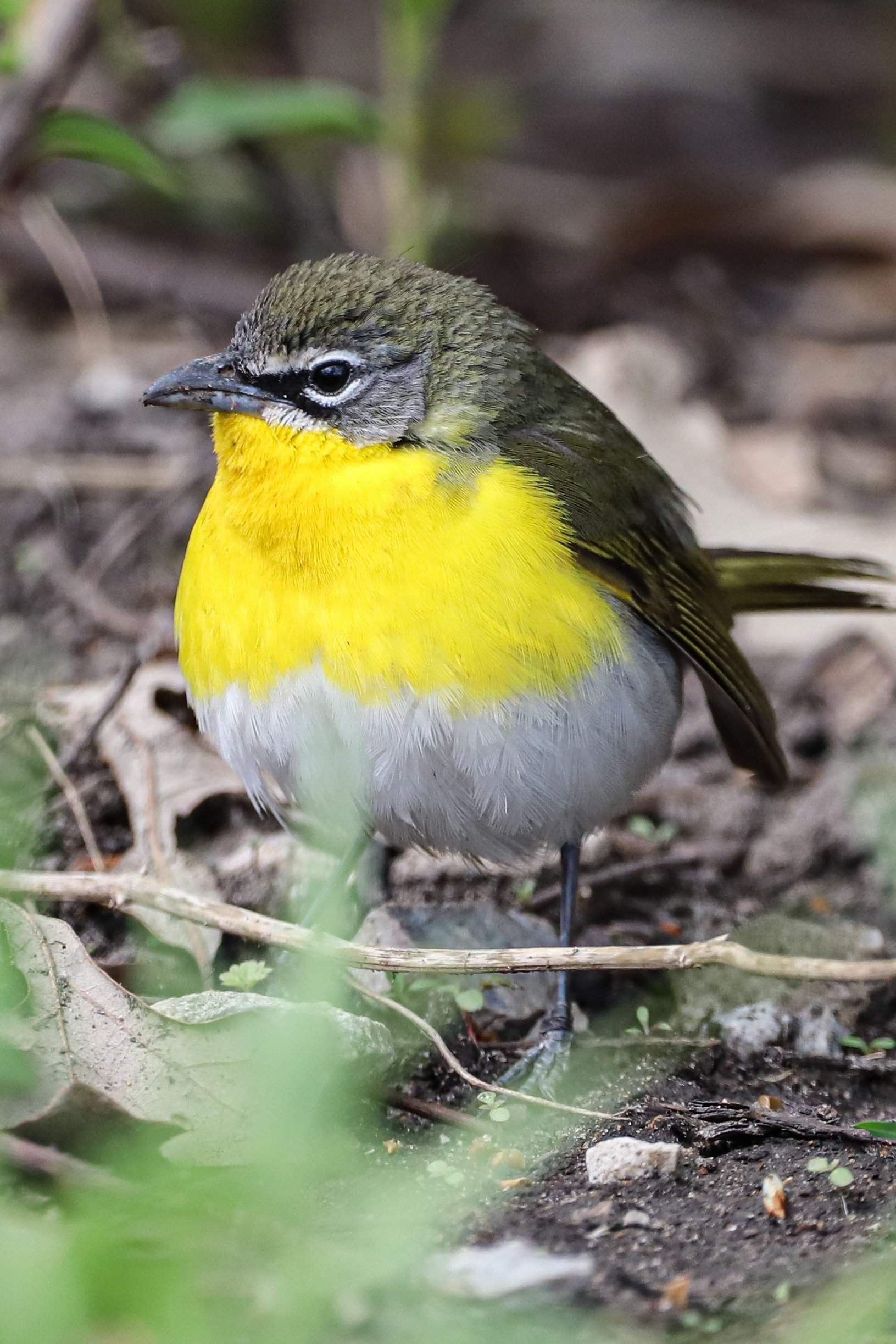 Yellow-breasted chat