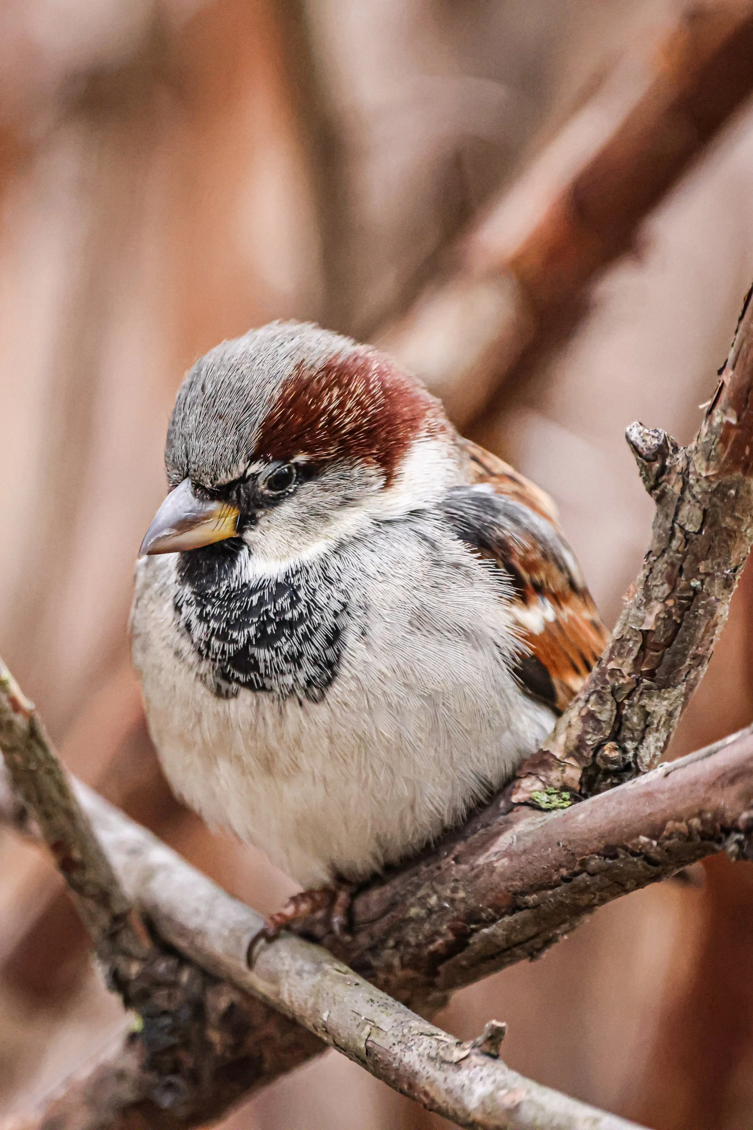 The invasive house sparrow