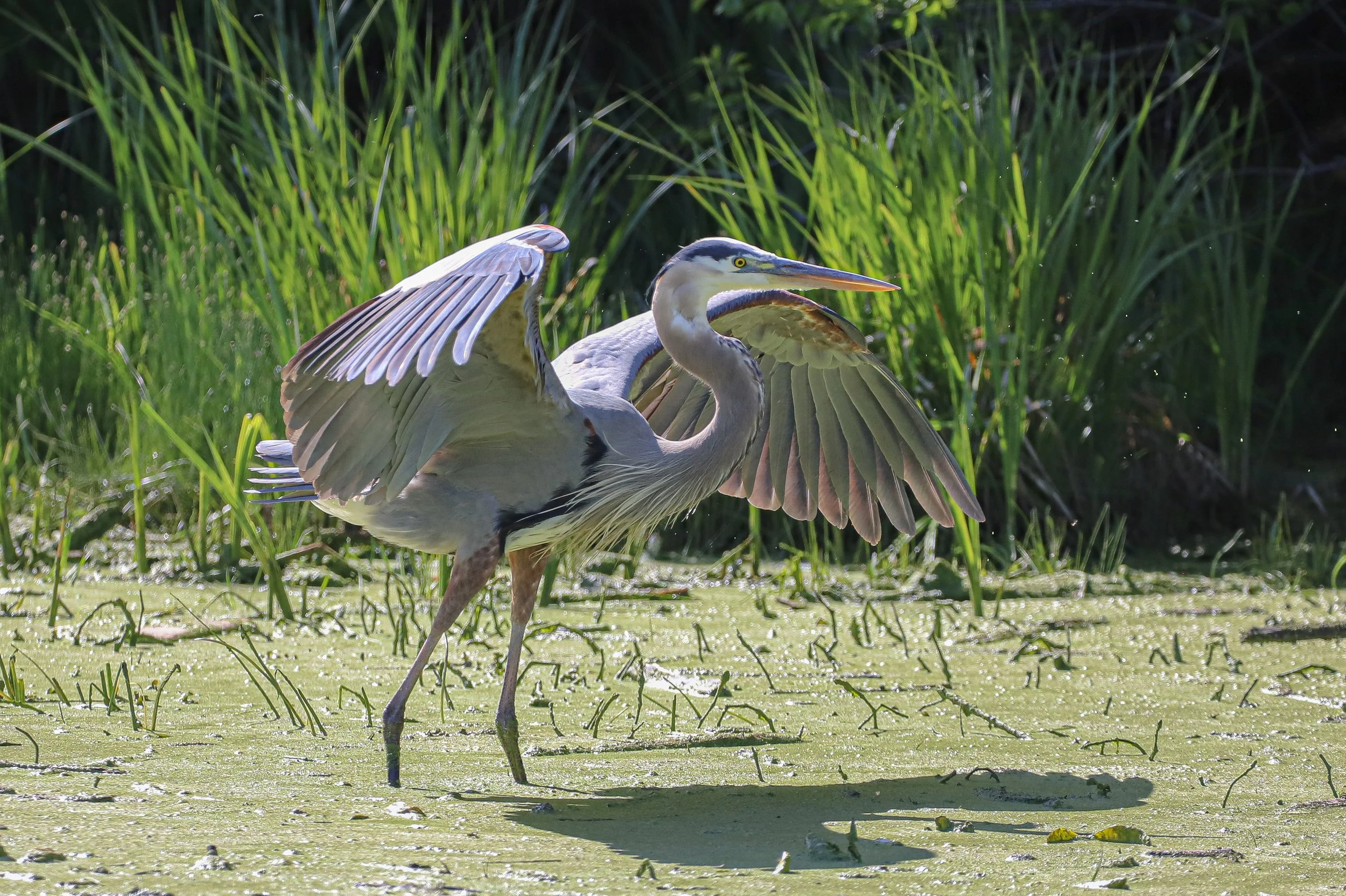 Great blue heron wingspan