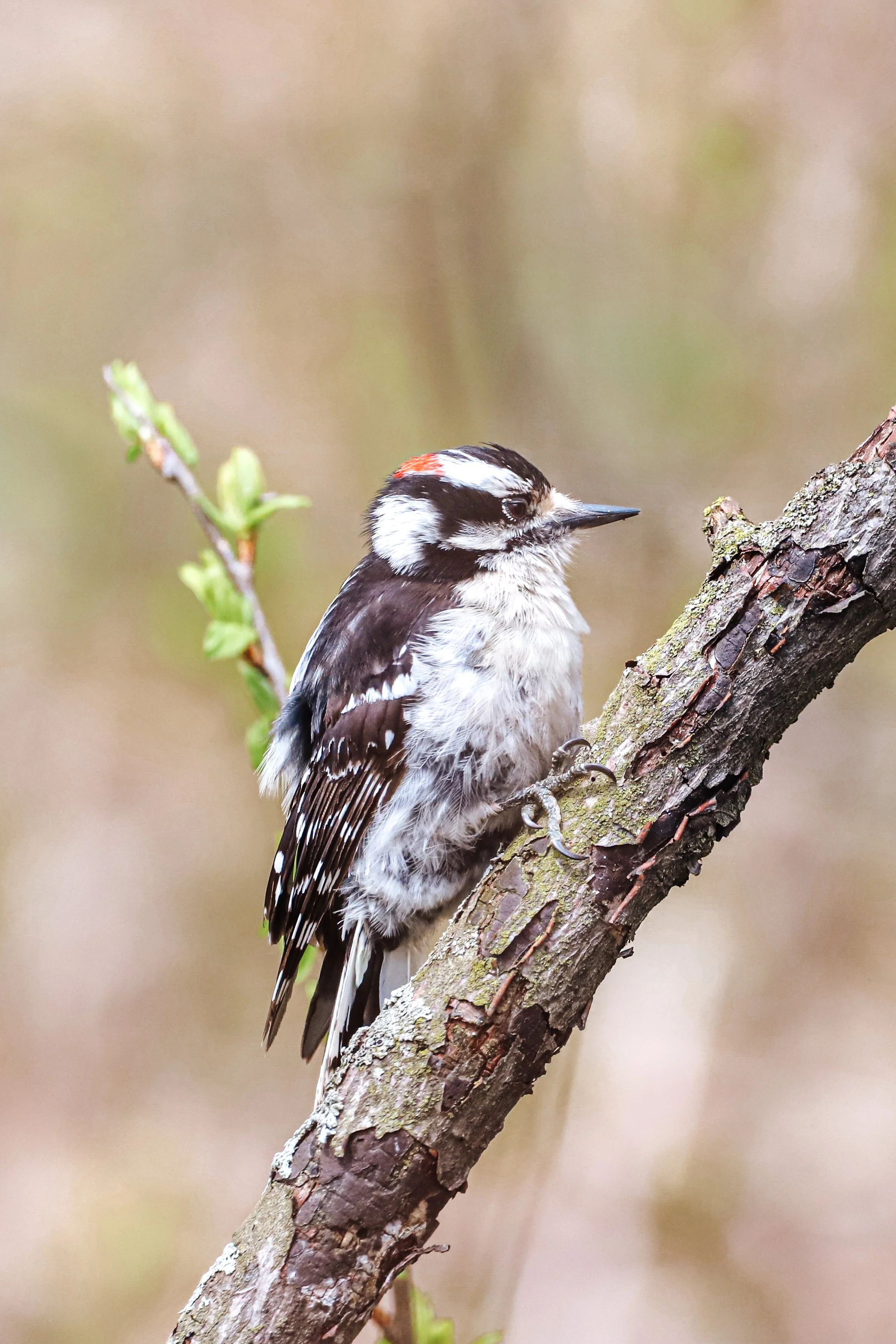 Downy woodpecker