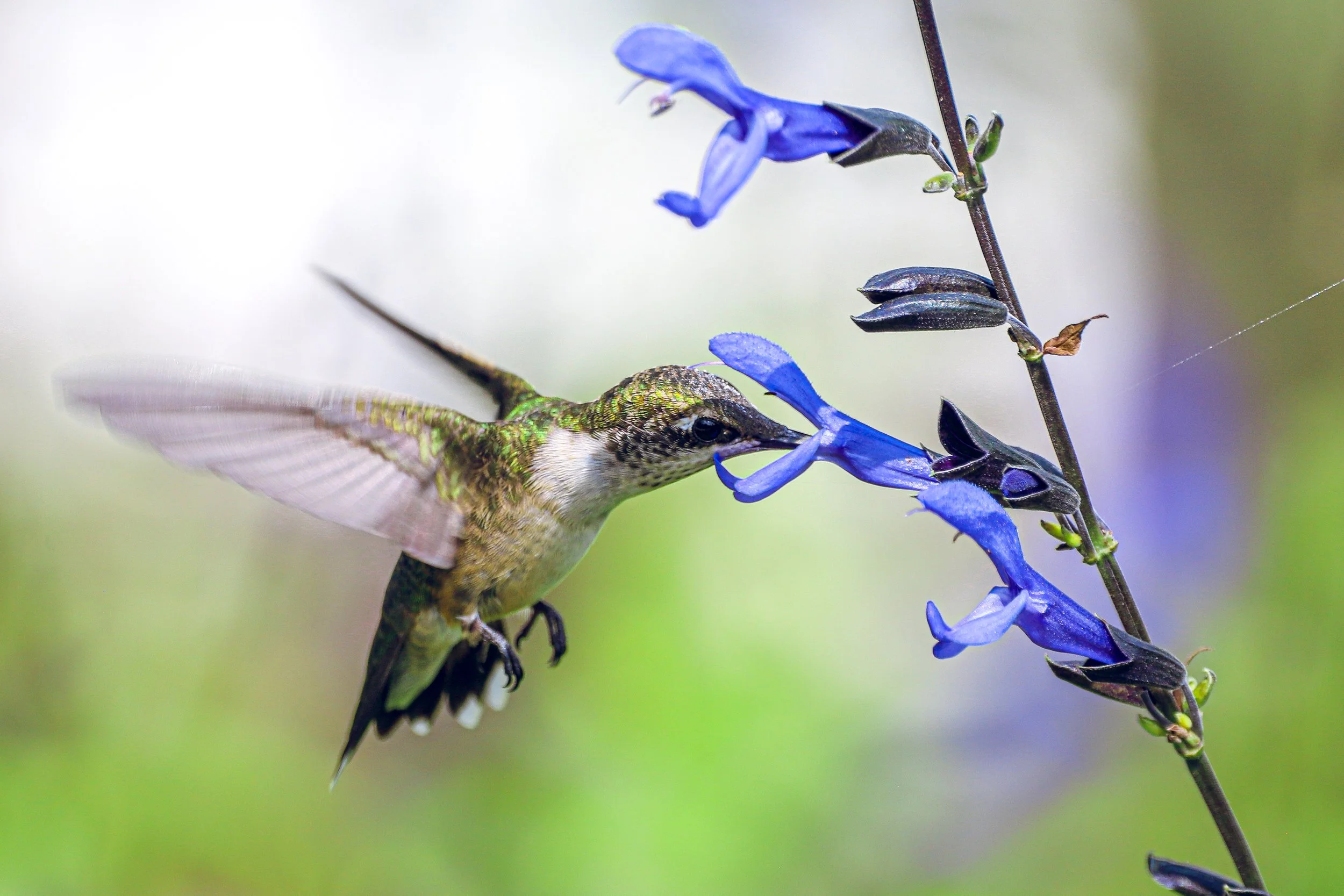 Ruby-throated hummingbird 