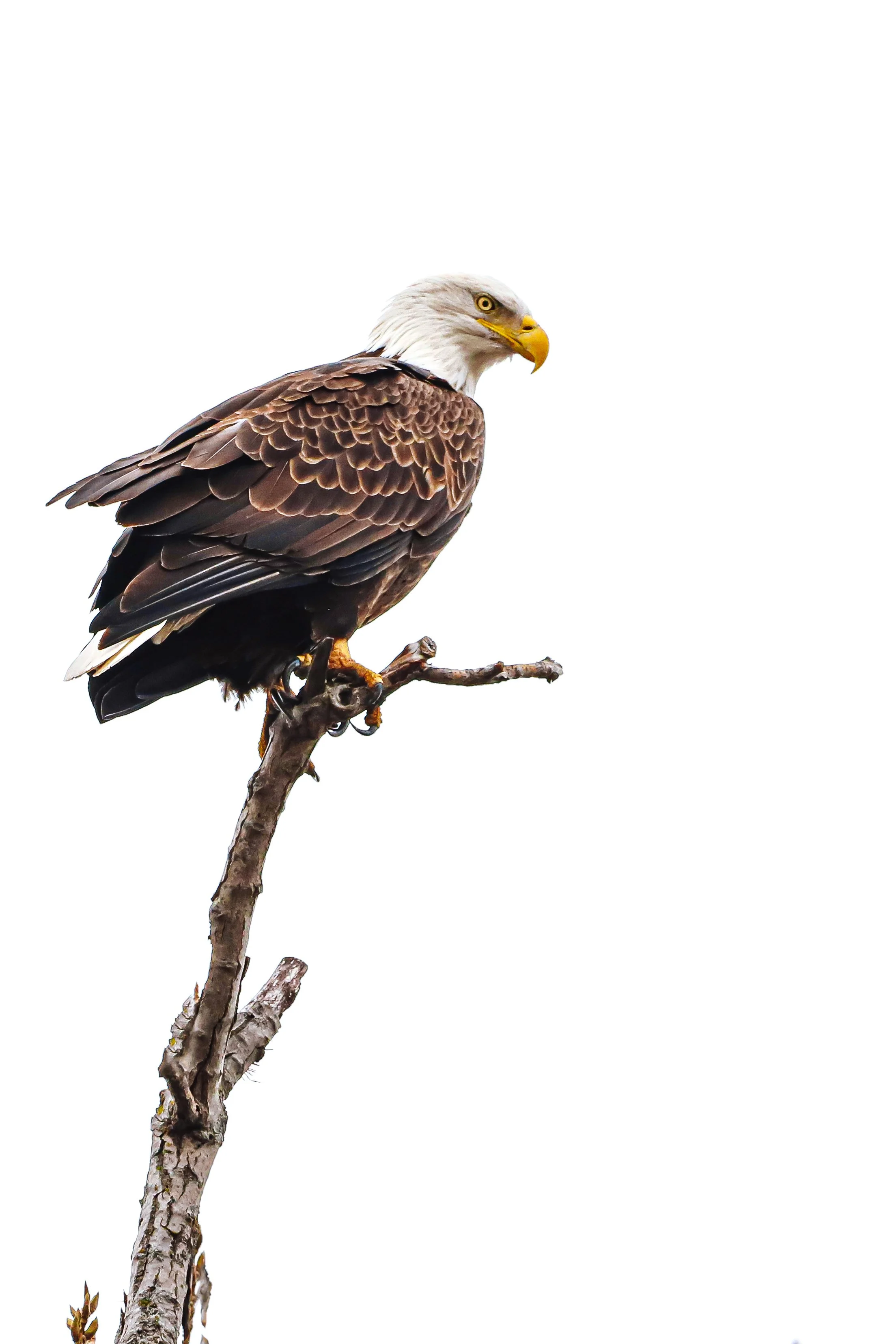 Bald eagle side profile