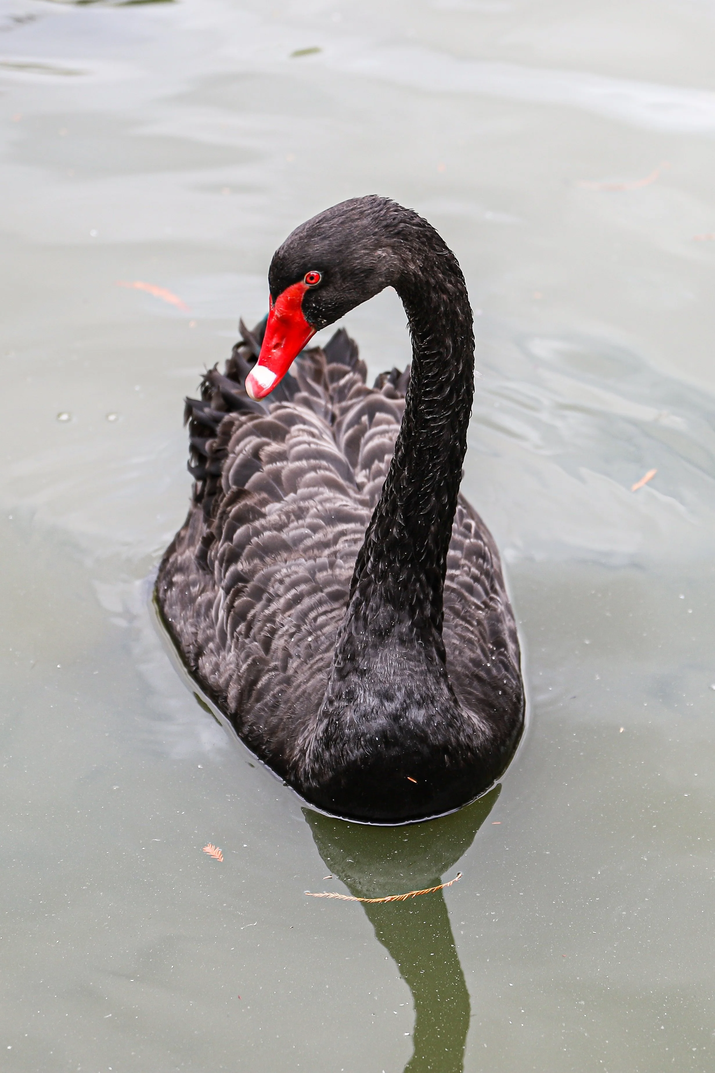 Black swan